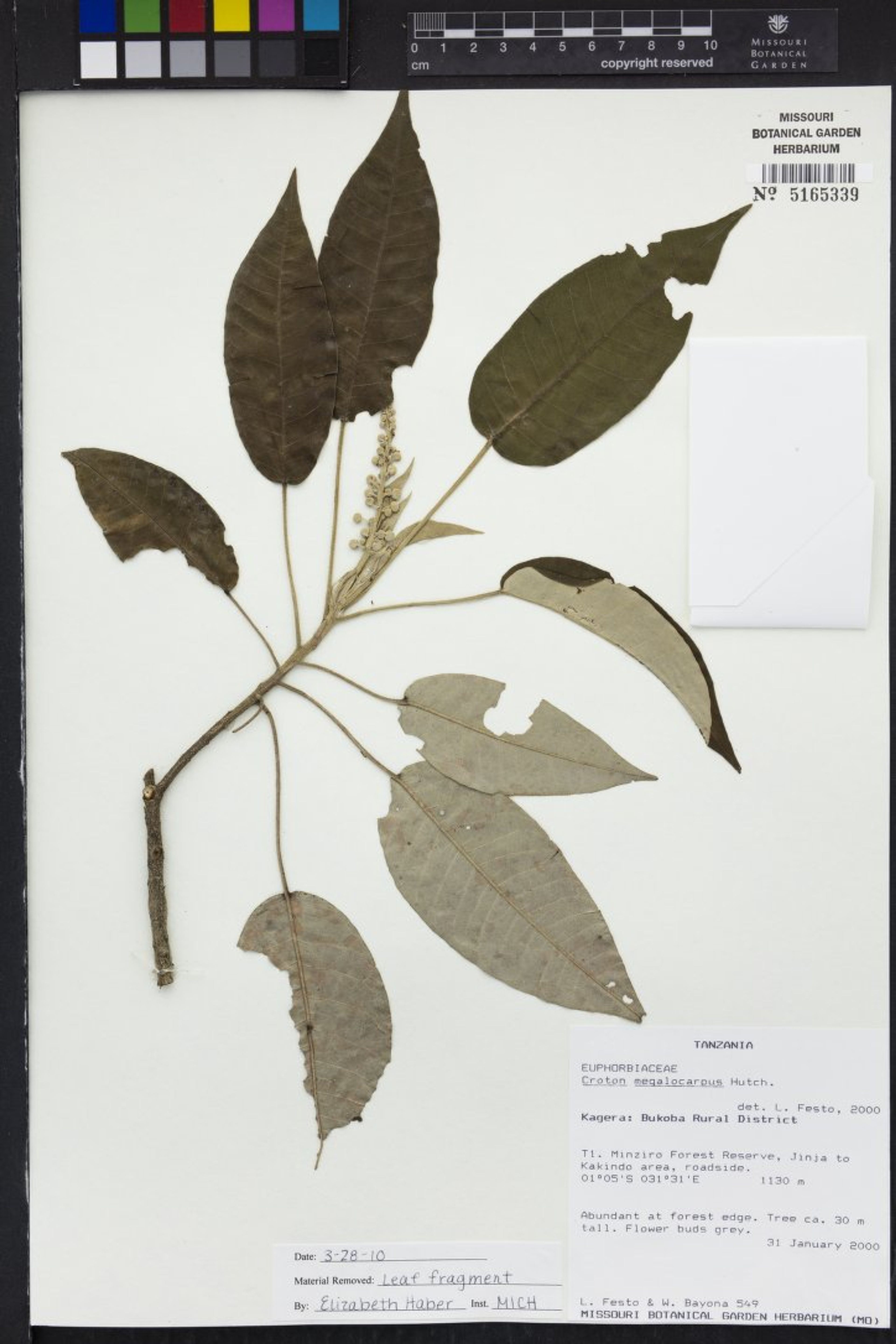 Croton megalocarpus - 86