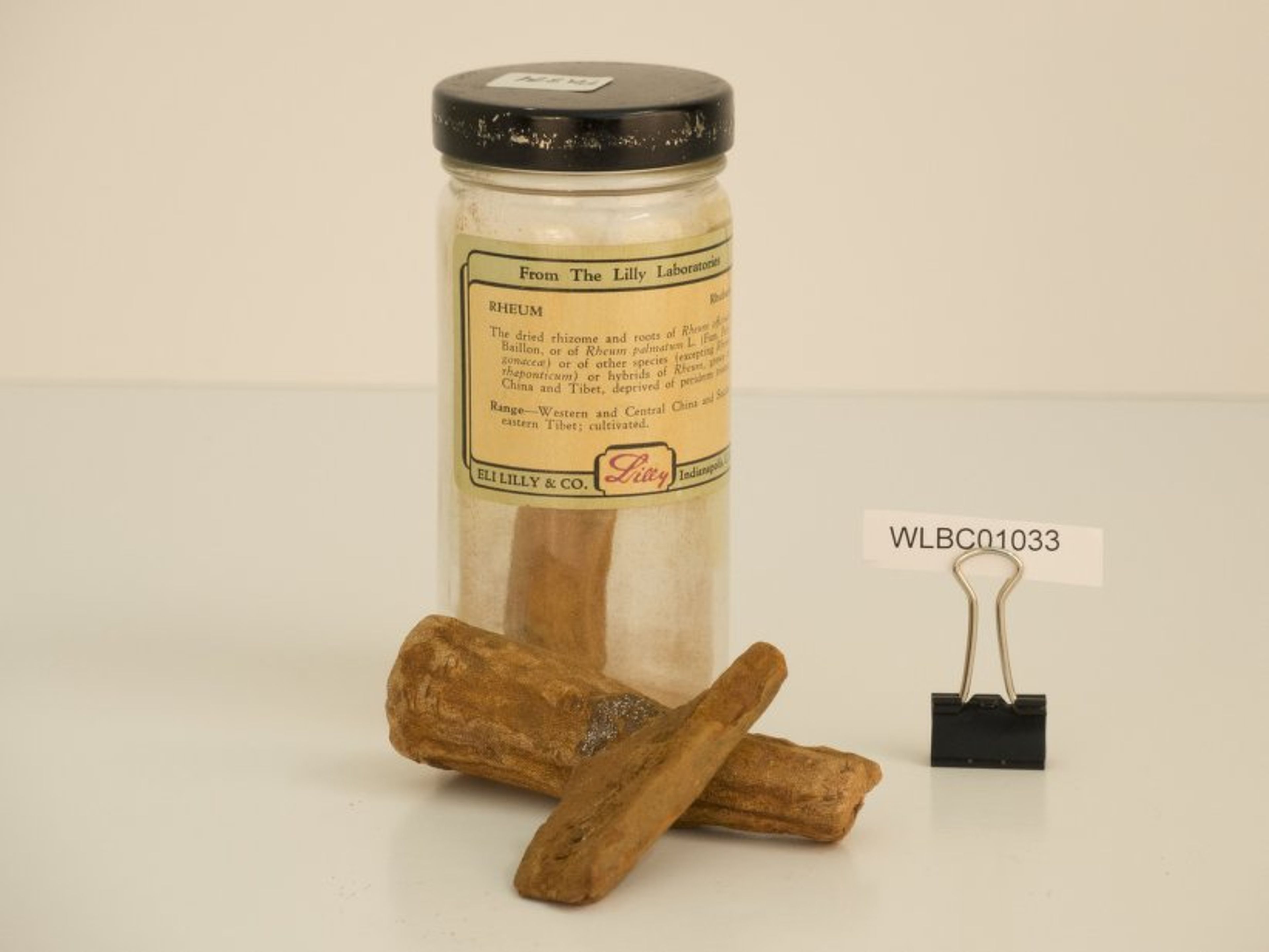 Rheum officinale - 7