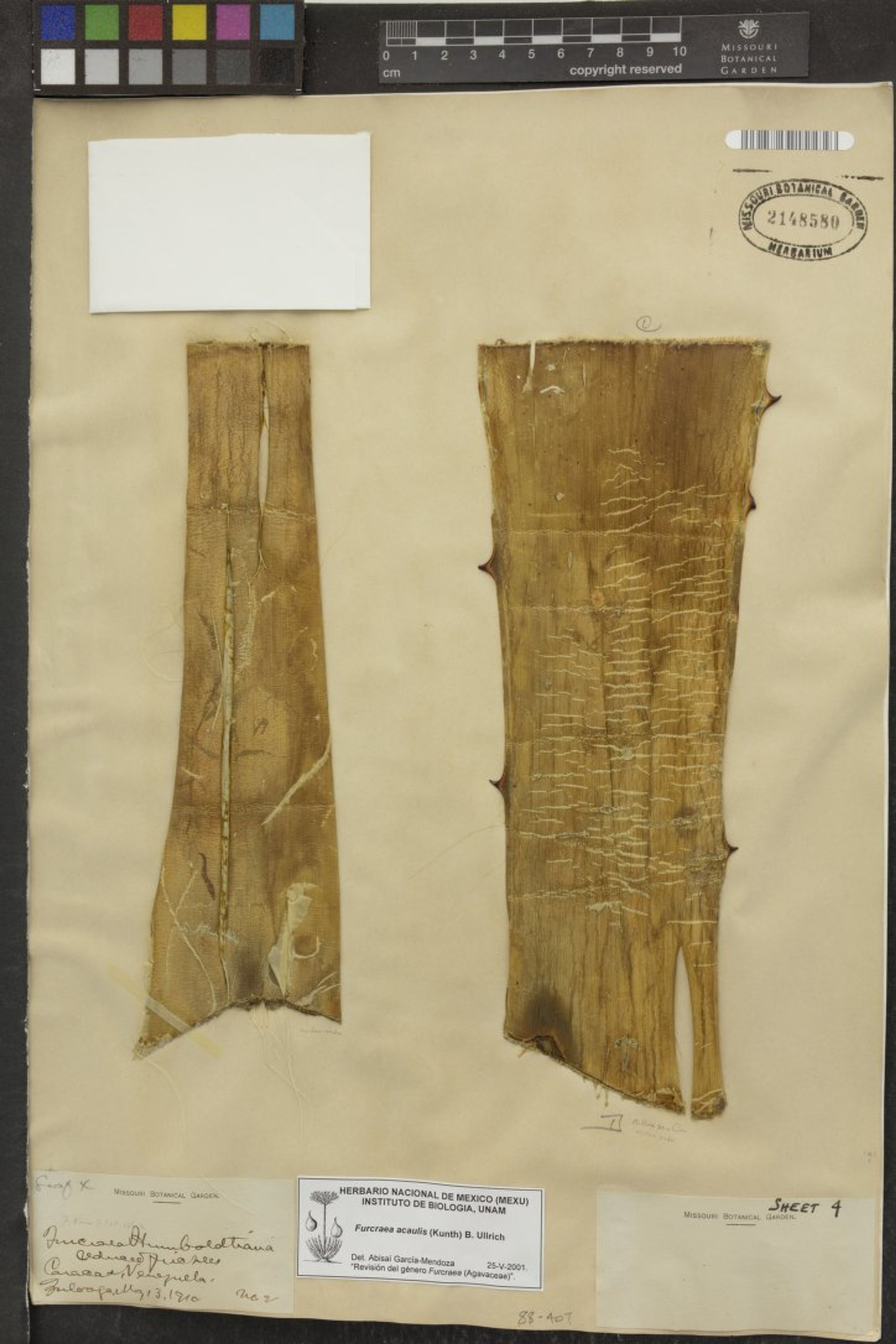 Furcraea acaulis - 4