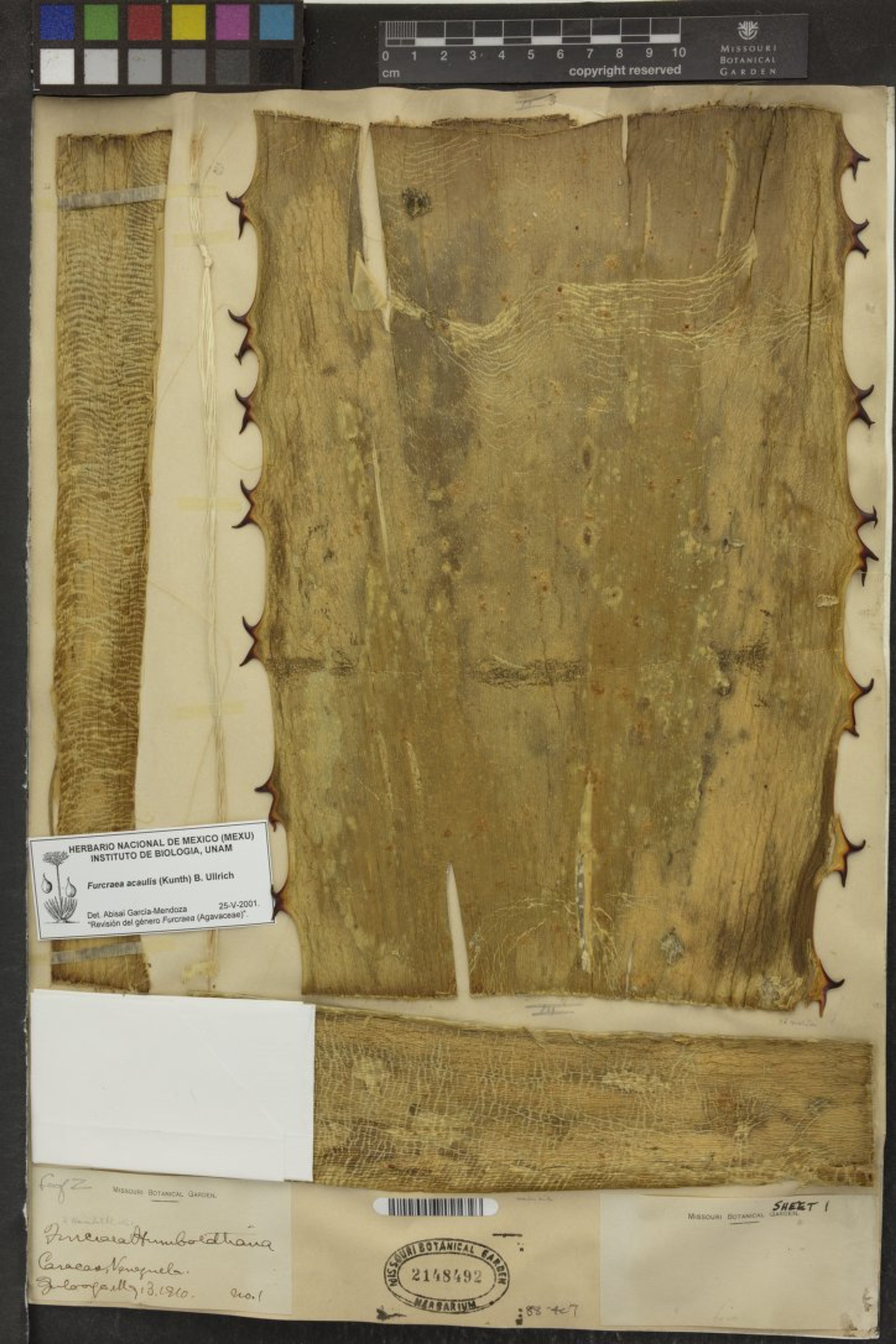 Furcraea acaulis - 48