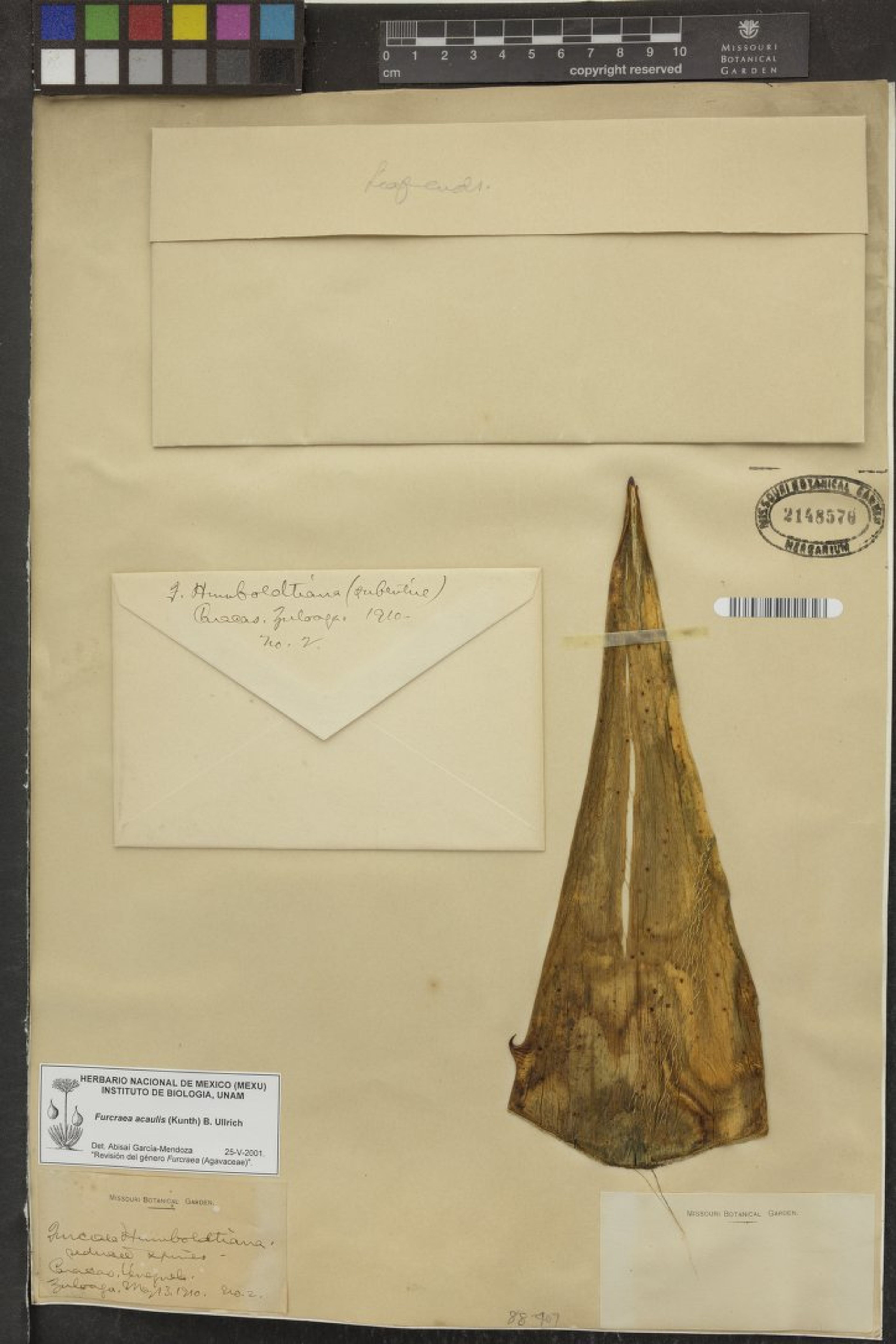 Furcraea acaulis - 44