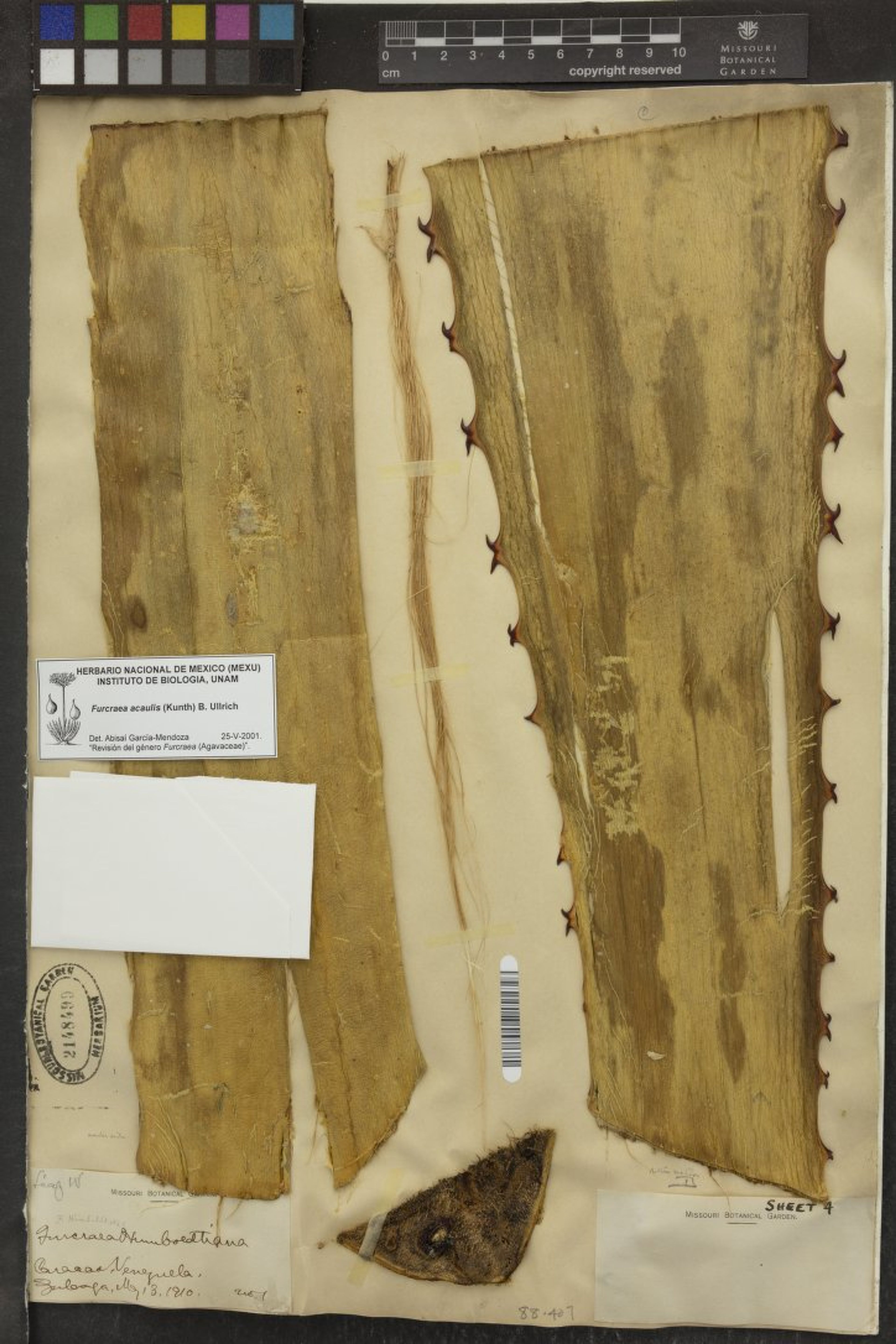 Furcraea acaulis - 30