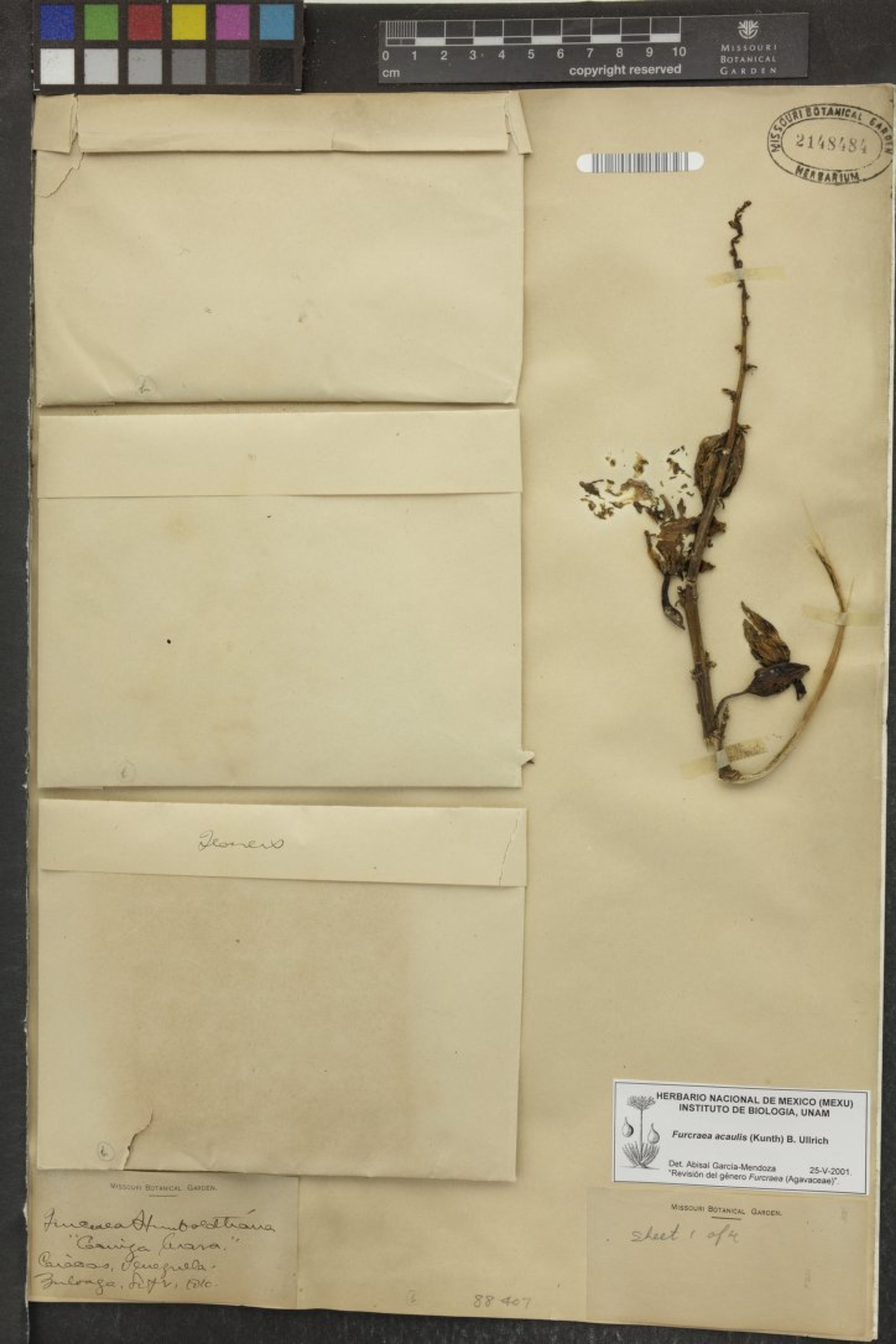 Furcraea acaulis - 20