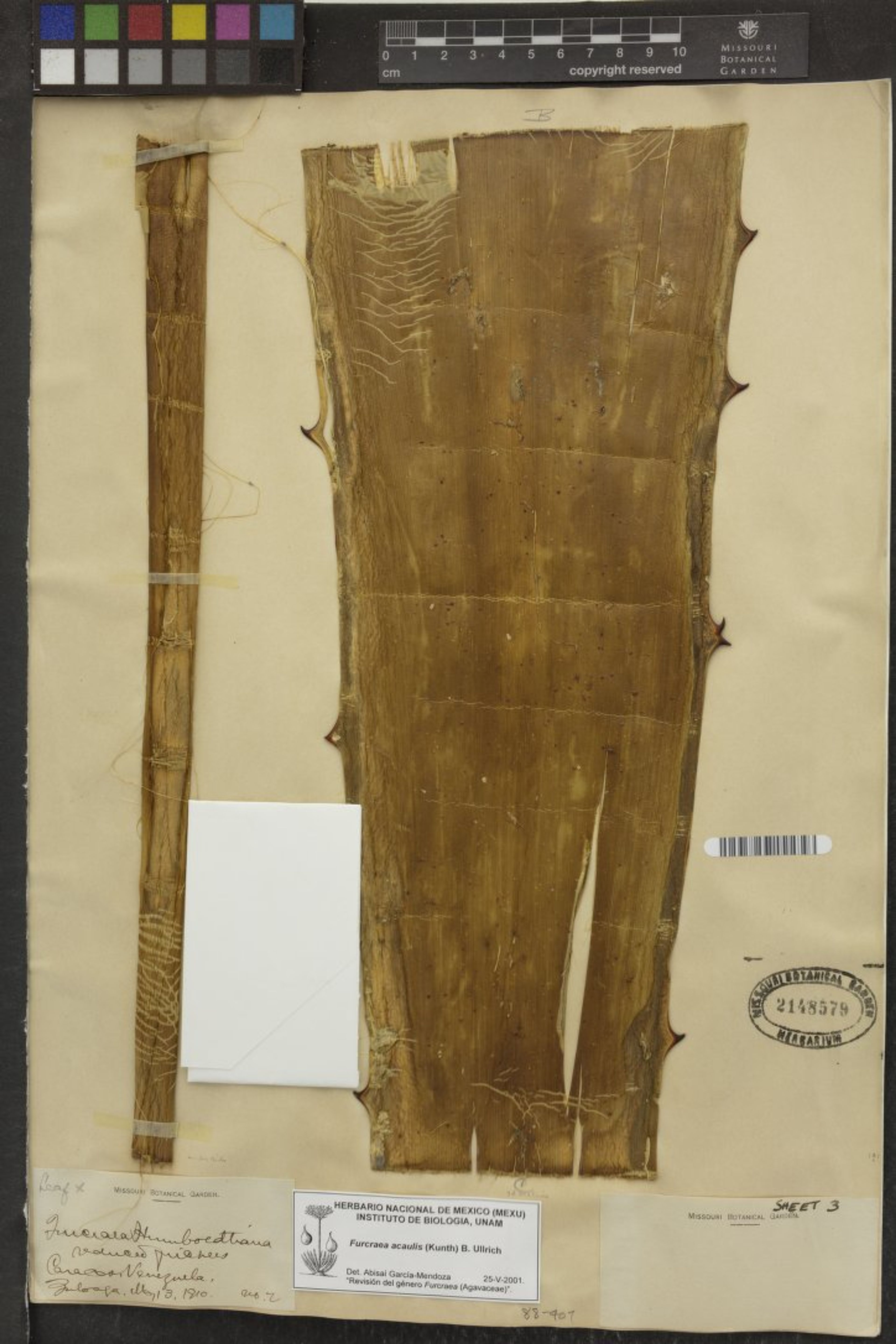Furcraea acaulis - 33