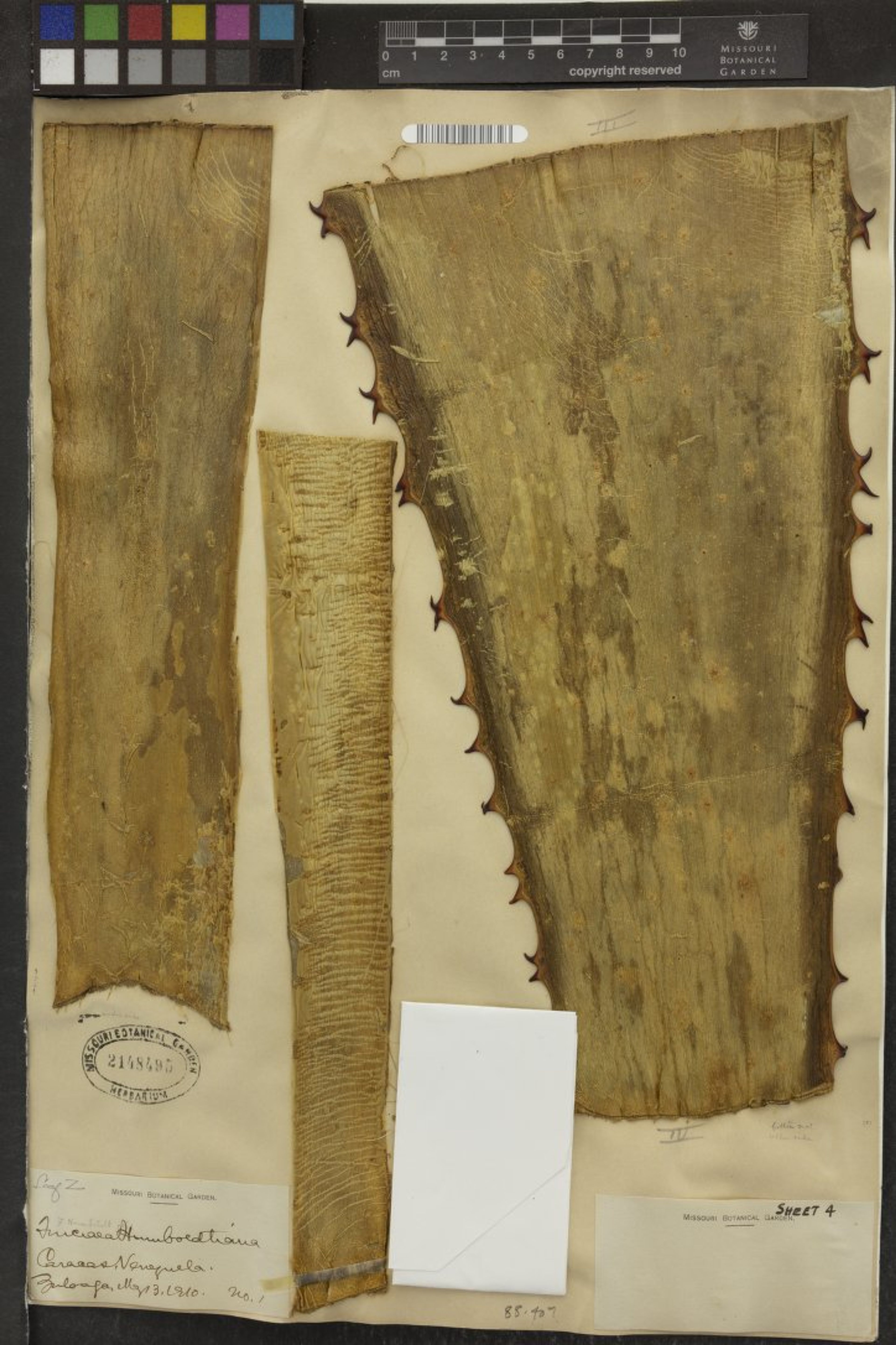 Furcraea acaulis - 39