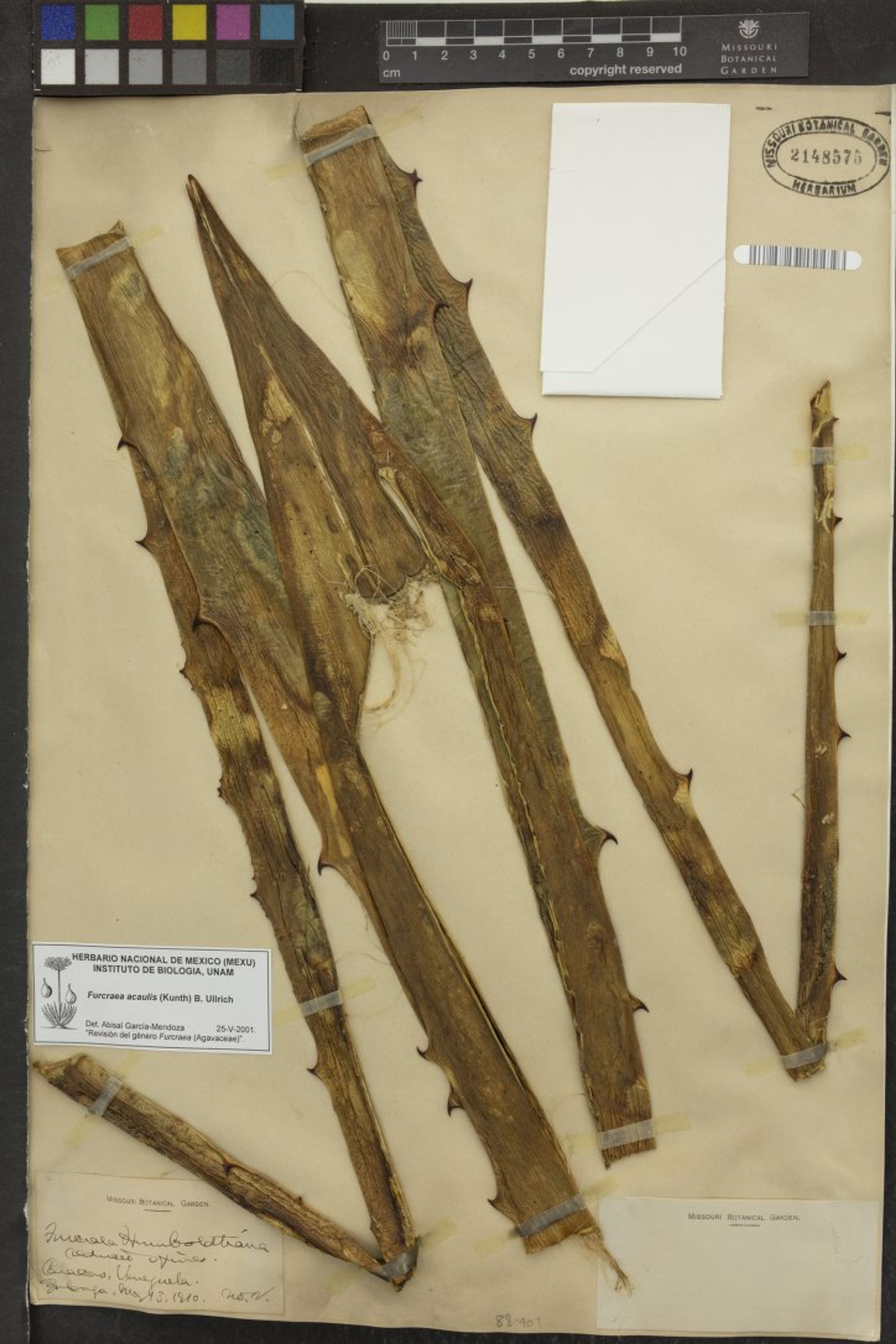 Furcraea acaulis - 6
