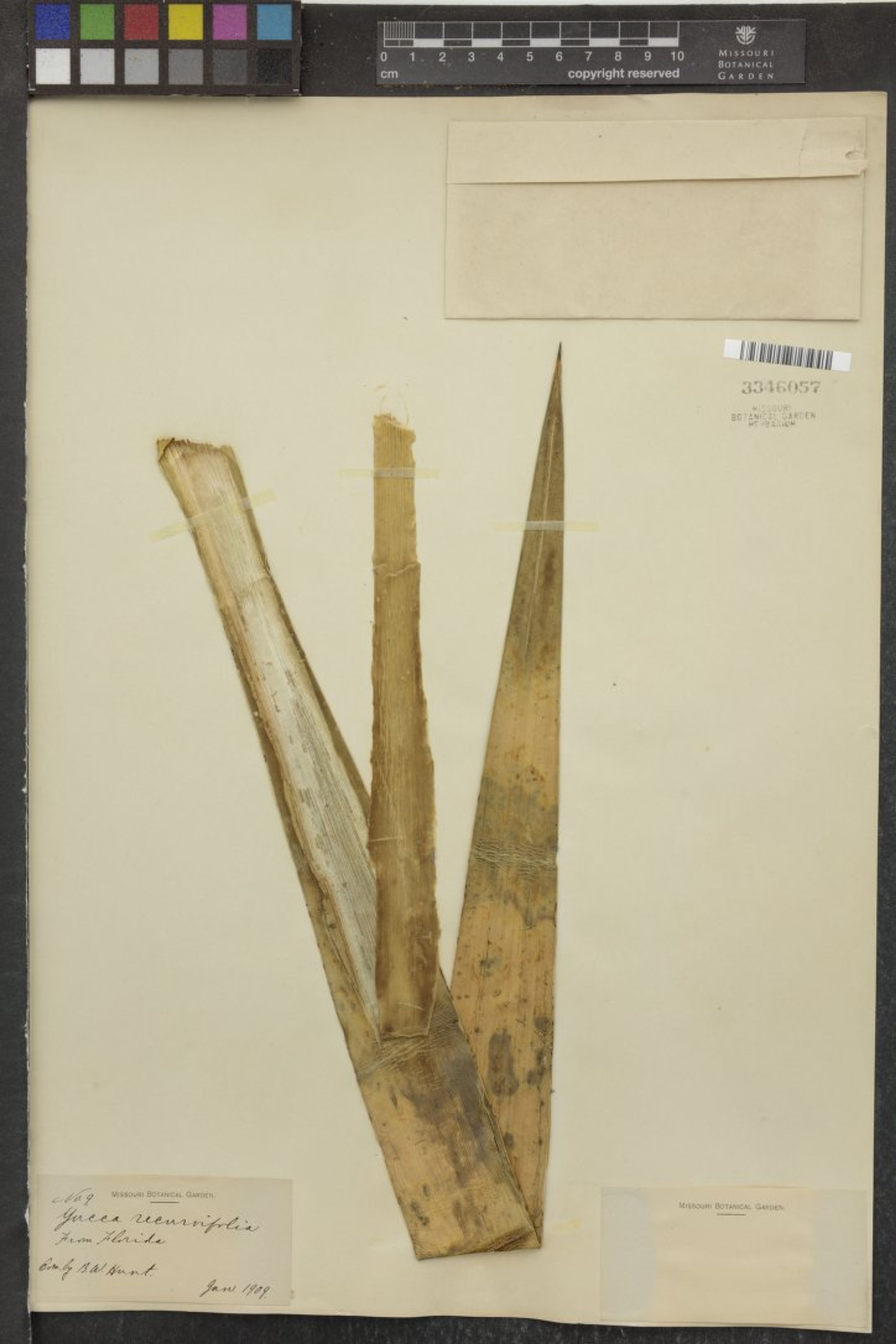 Yucca recurvifolia - 130