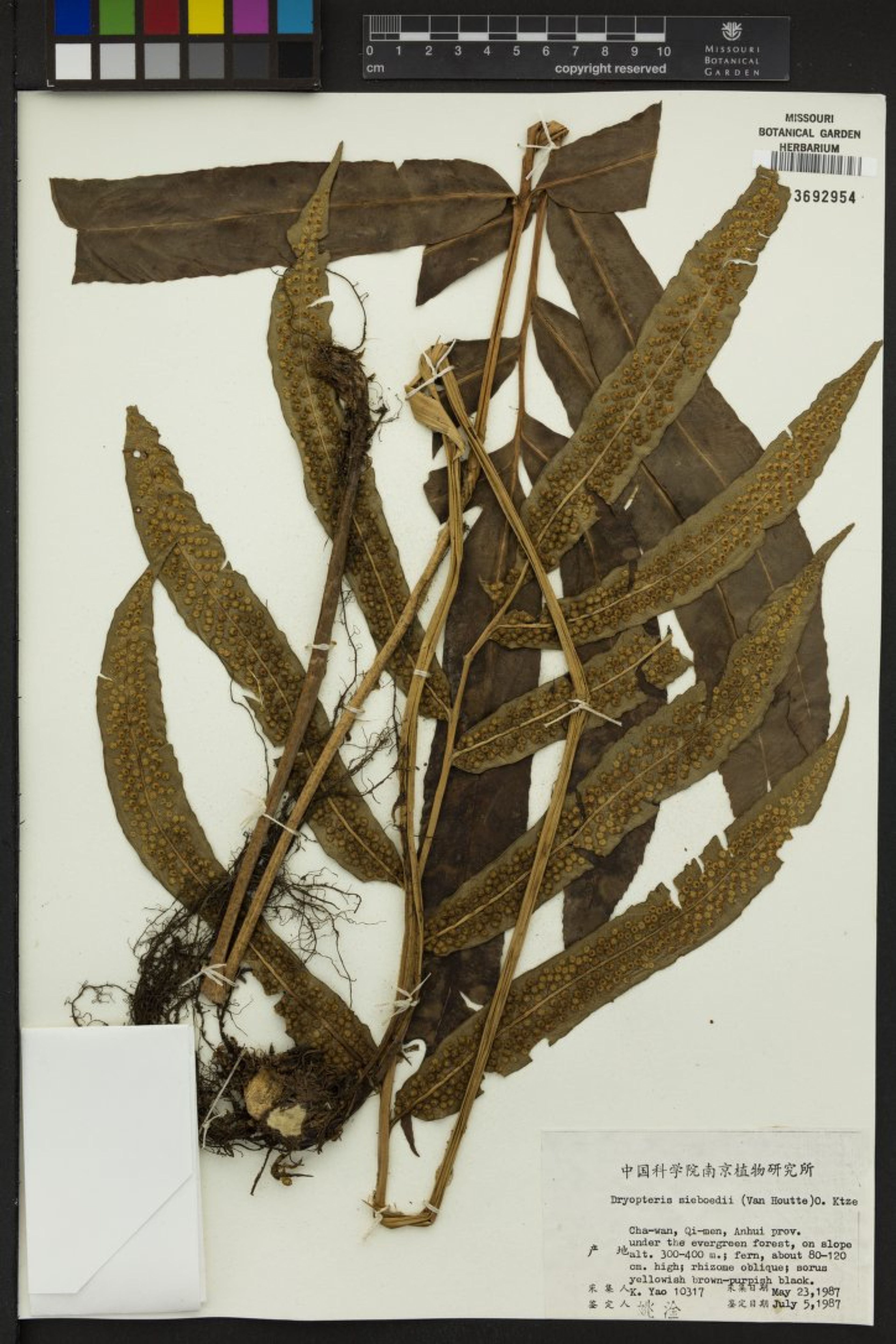 Dryopteris sieboldii - 28