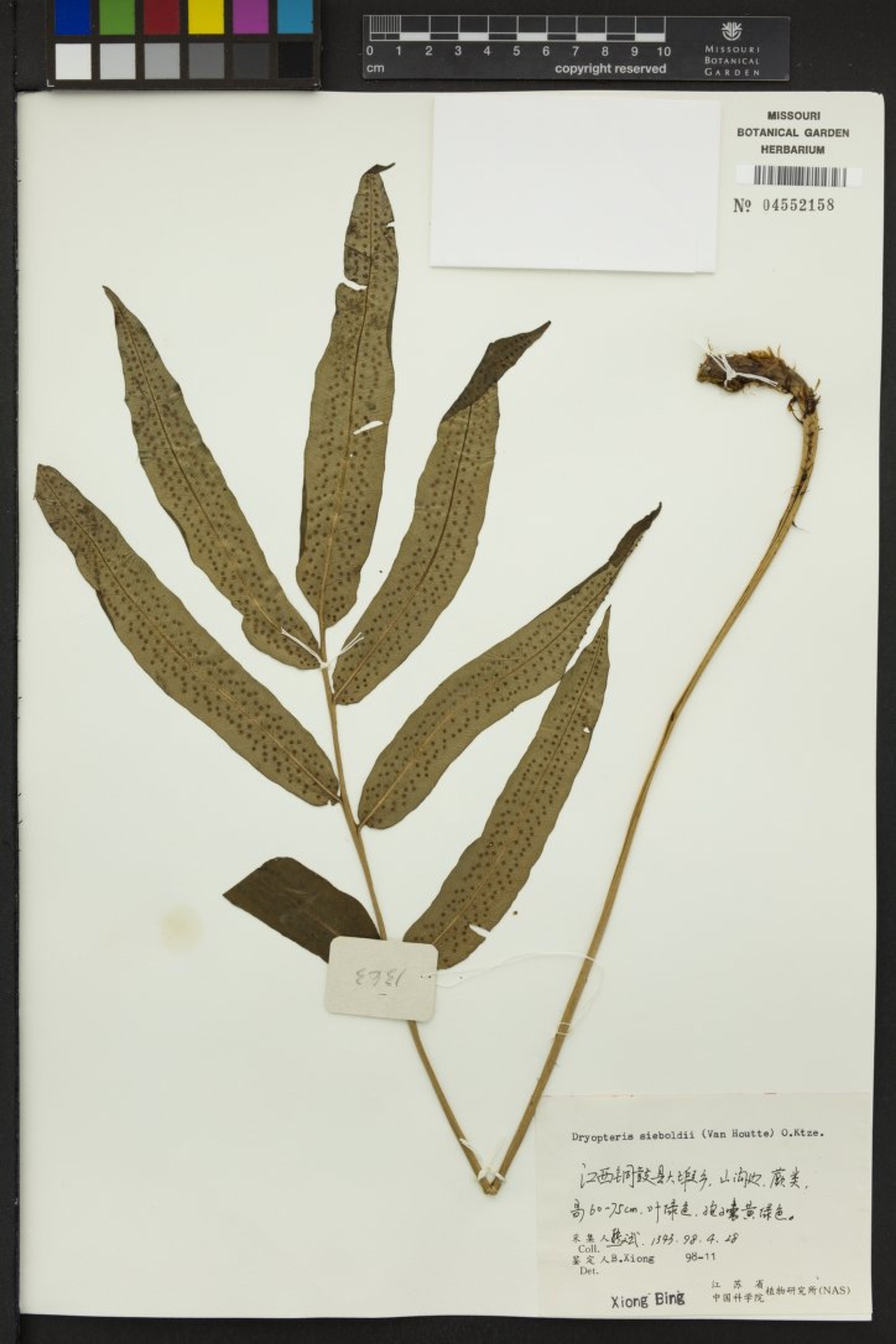 Dryopteris sieboldii - 21