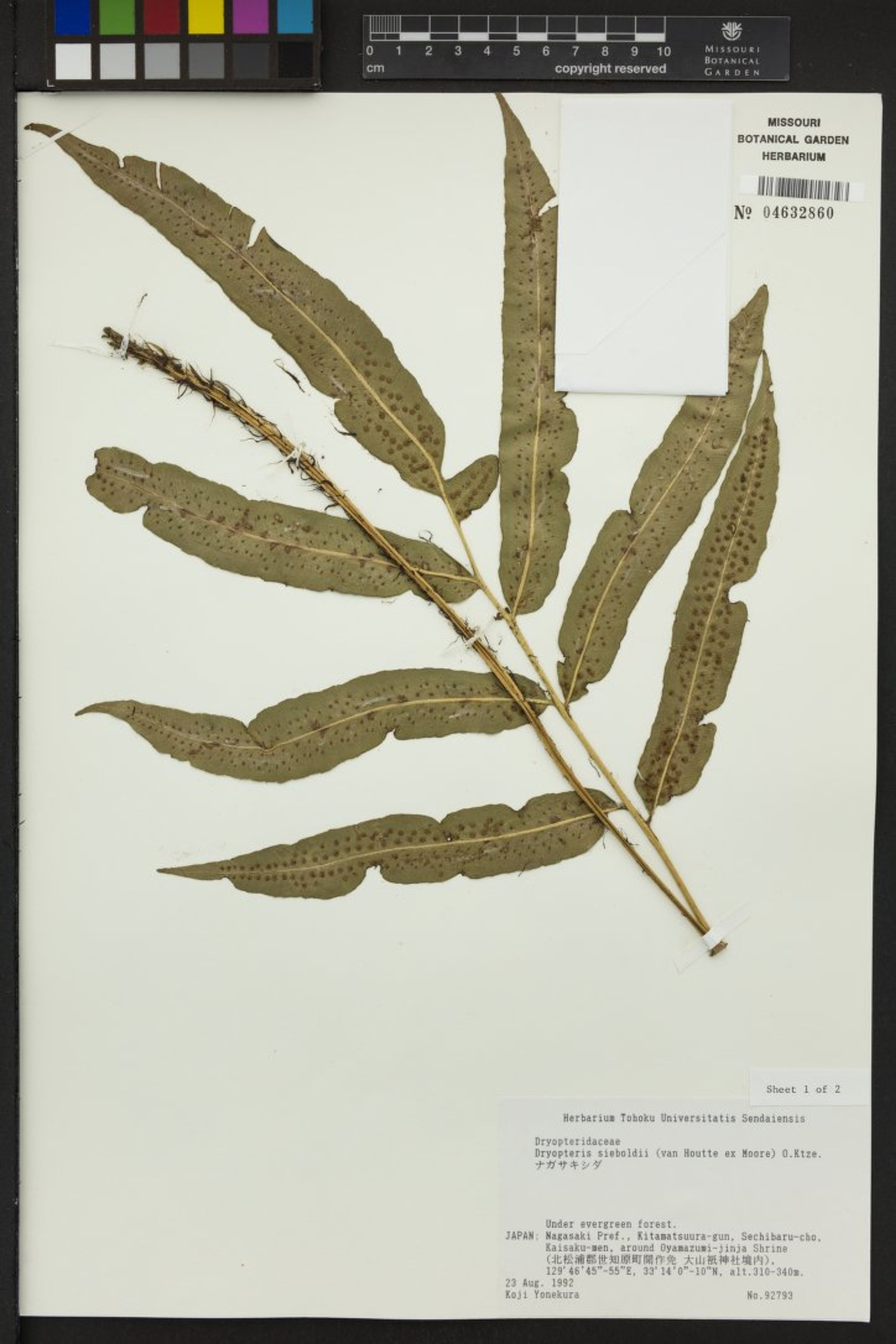Dryopteris sieboldii - 14