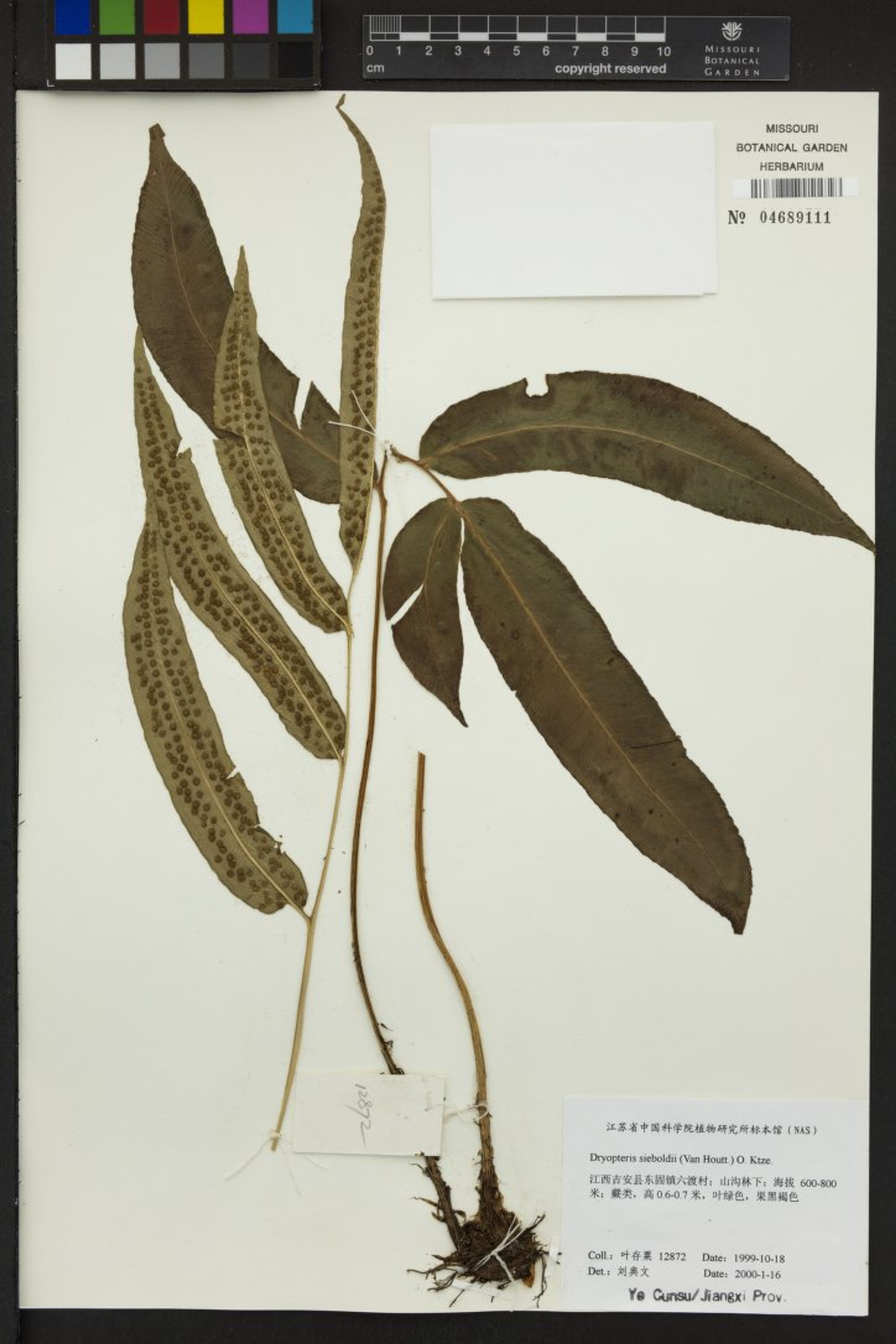 Dryopteris sieboldii - 4