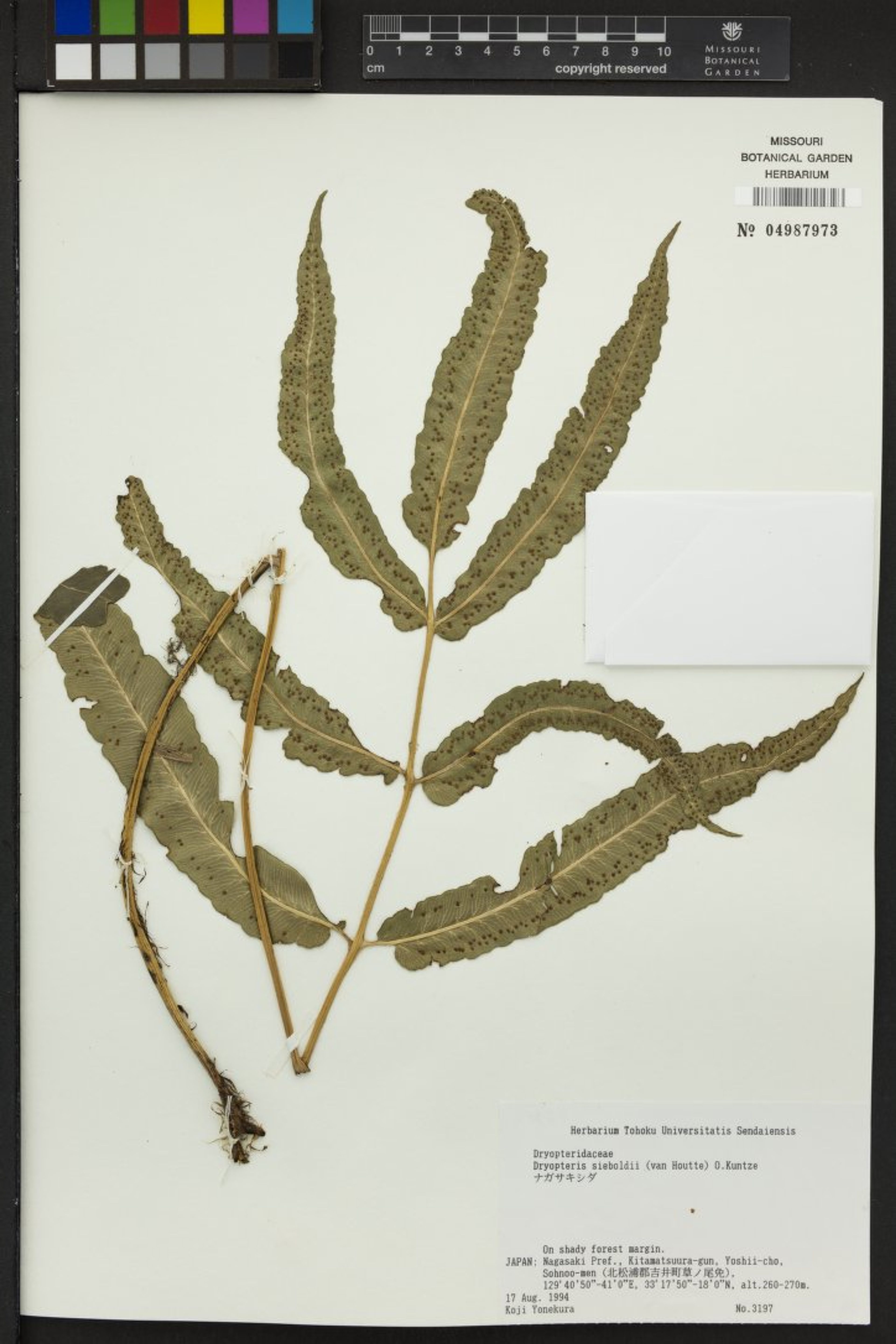 Dryopteris sieboldii - 48
