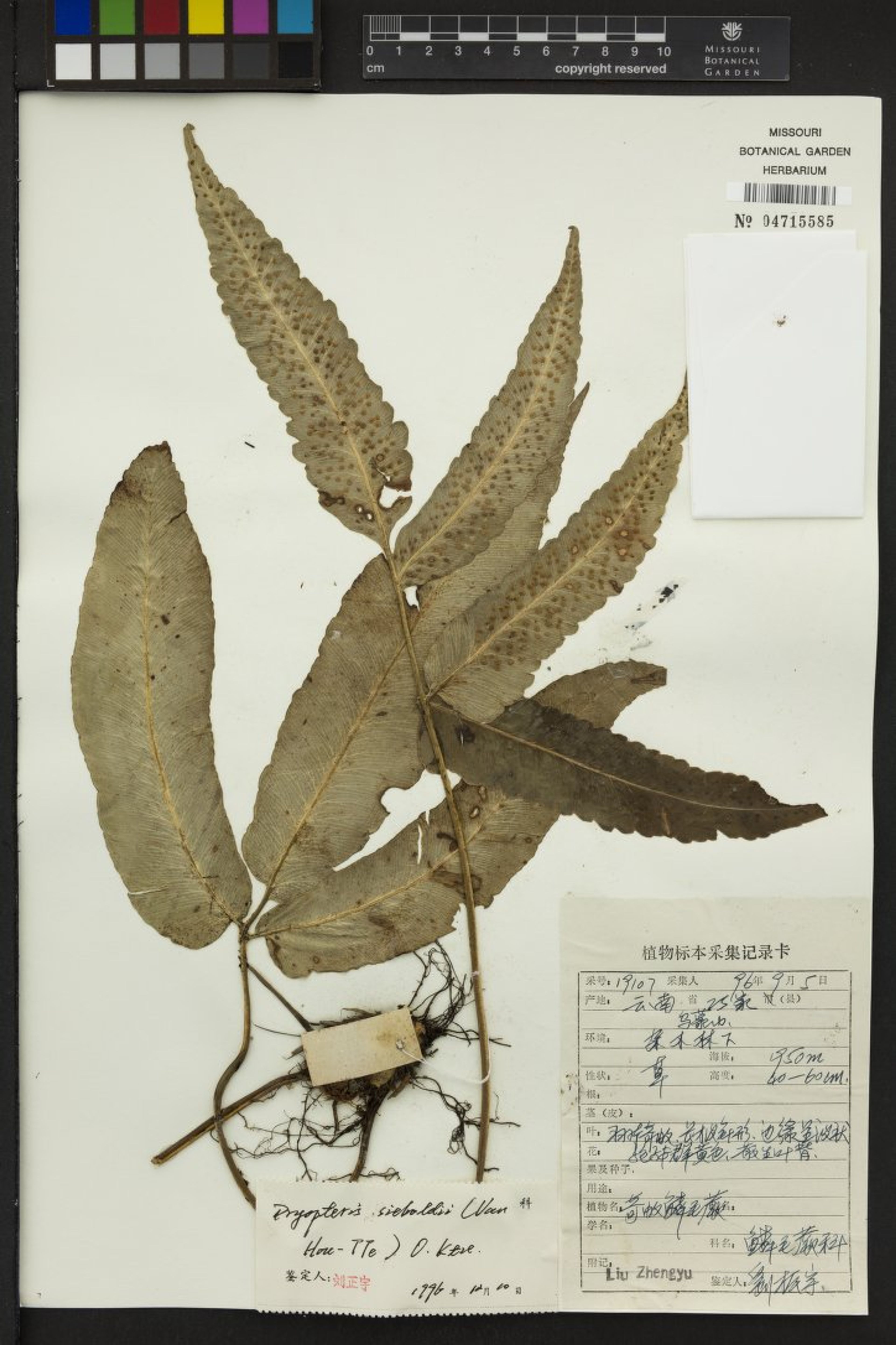 Dryopteris sieboldii - 102
