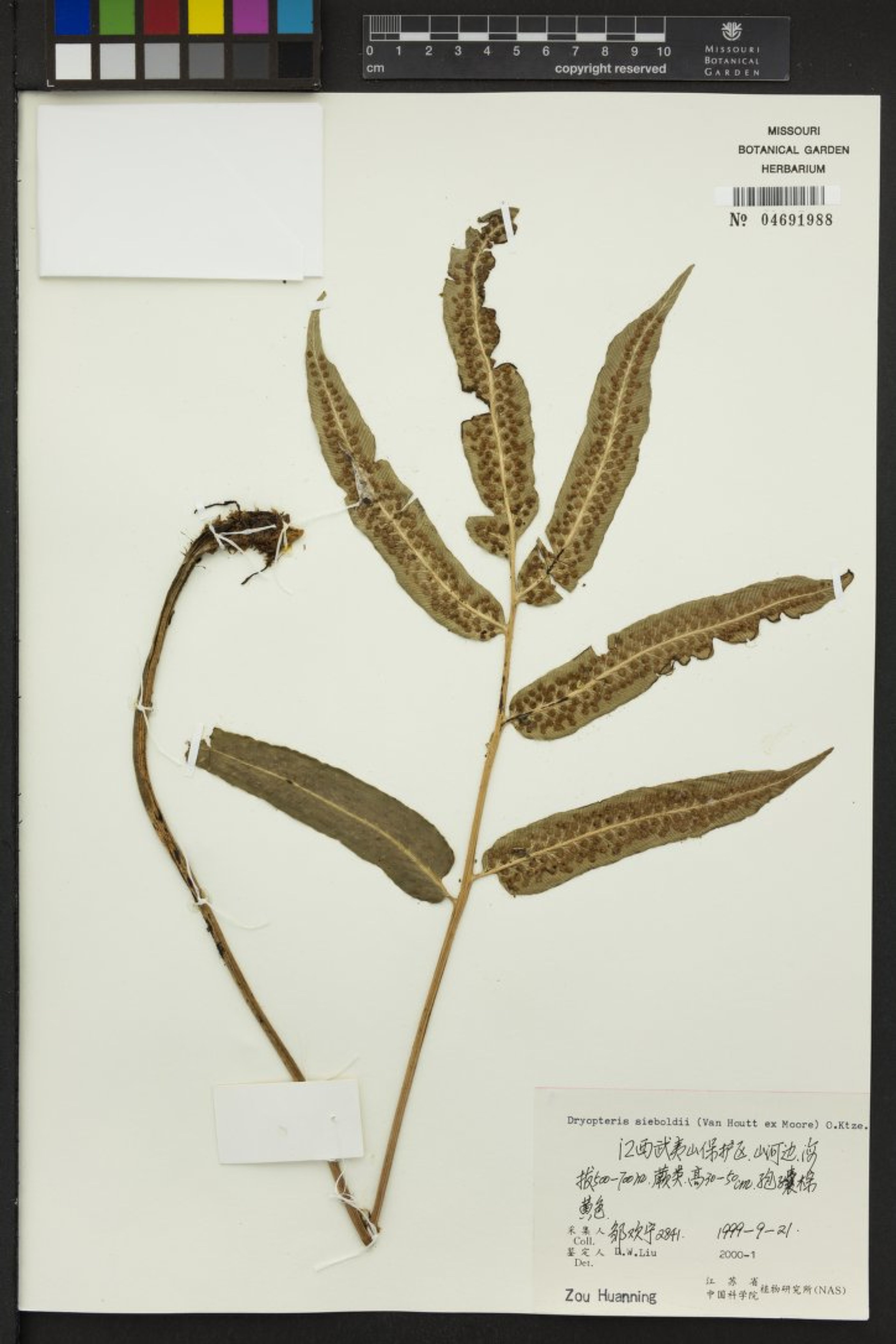 Dryopteris sieboldii - 72