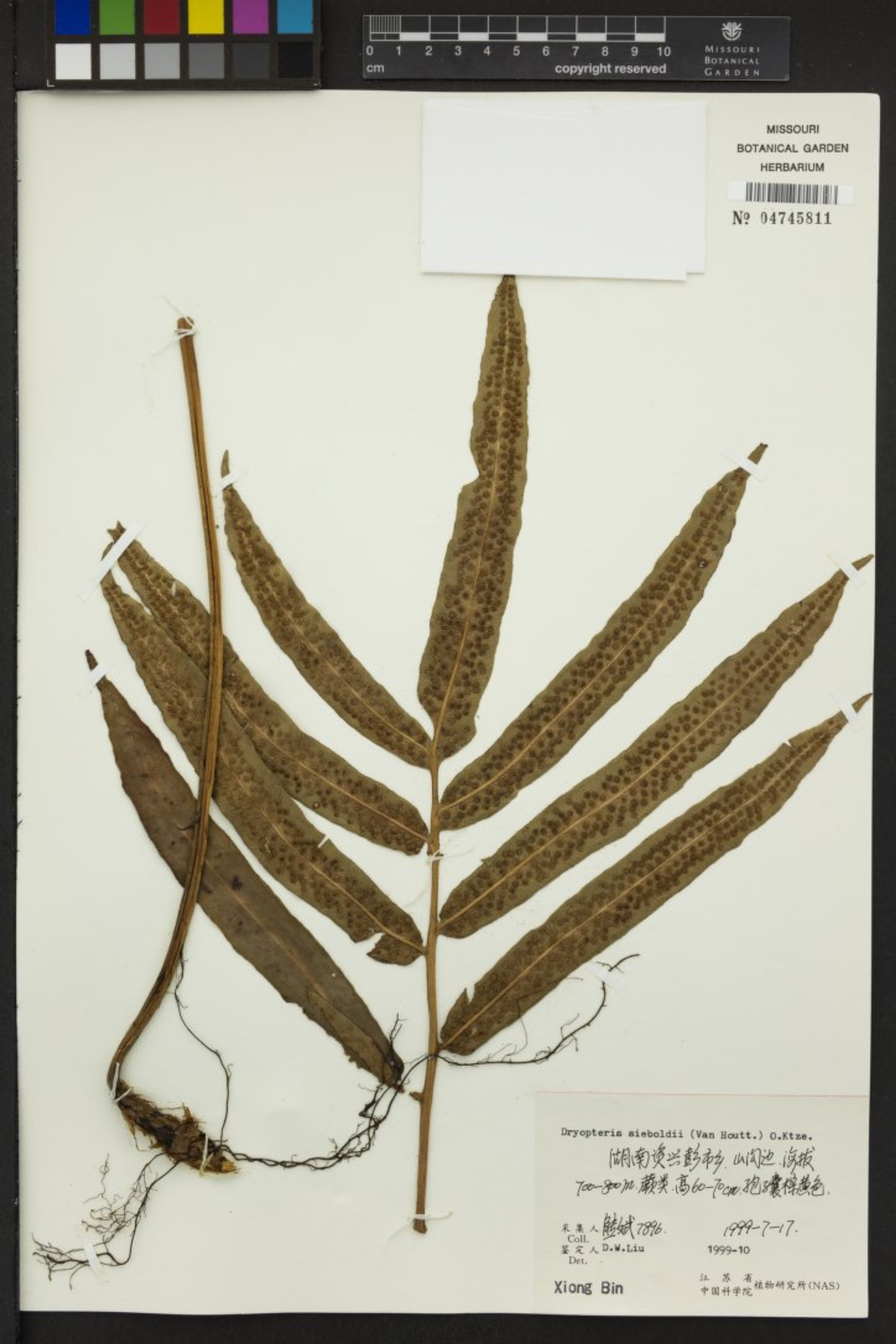 Dryopteris sieboldii - 32