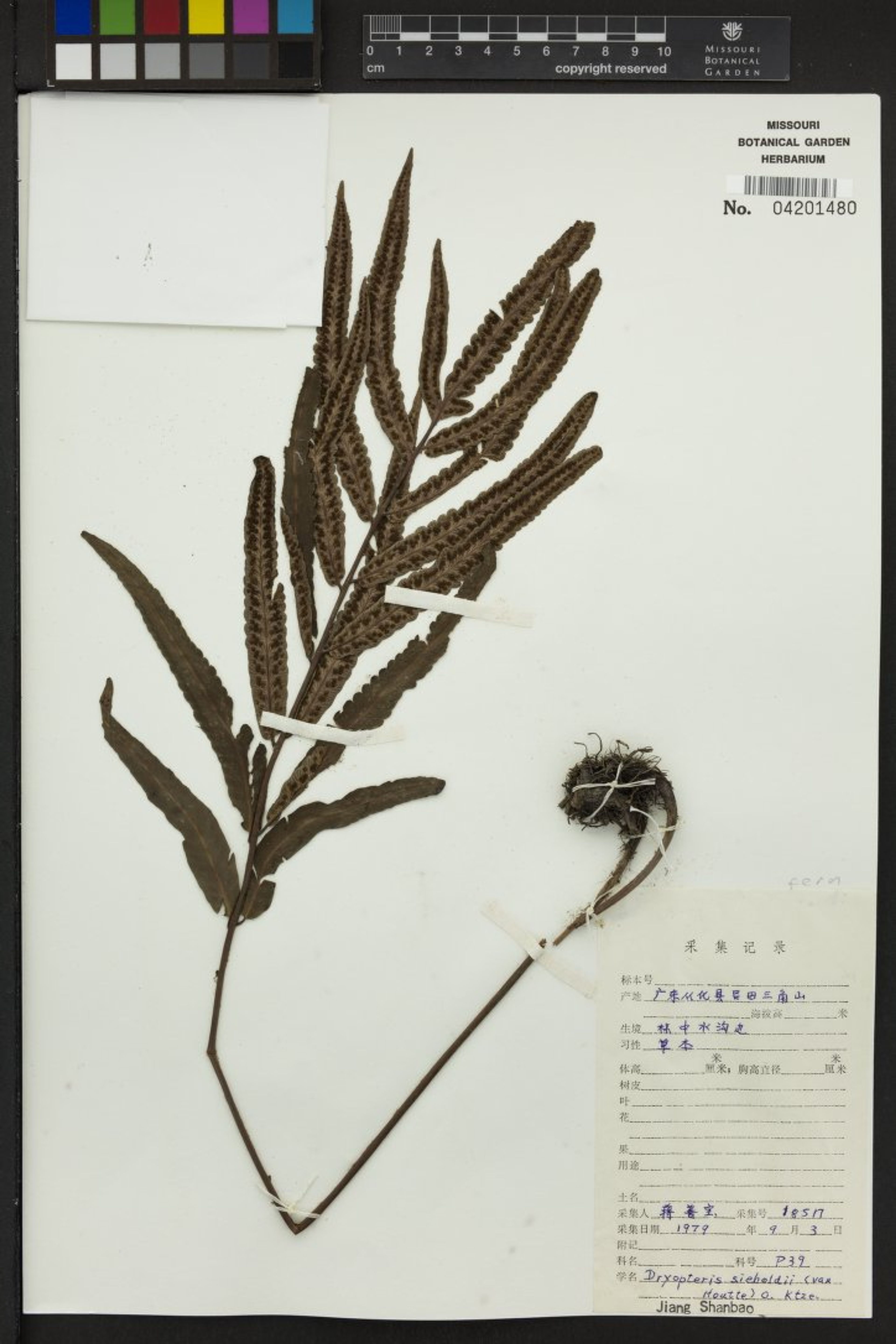 Dryopteris sieboldii - 110