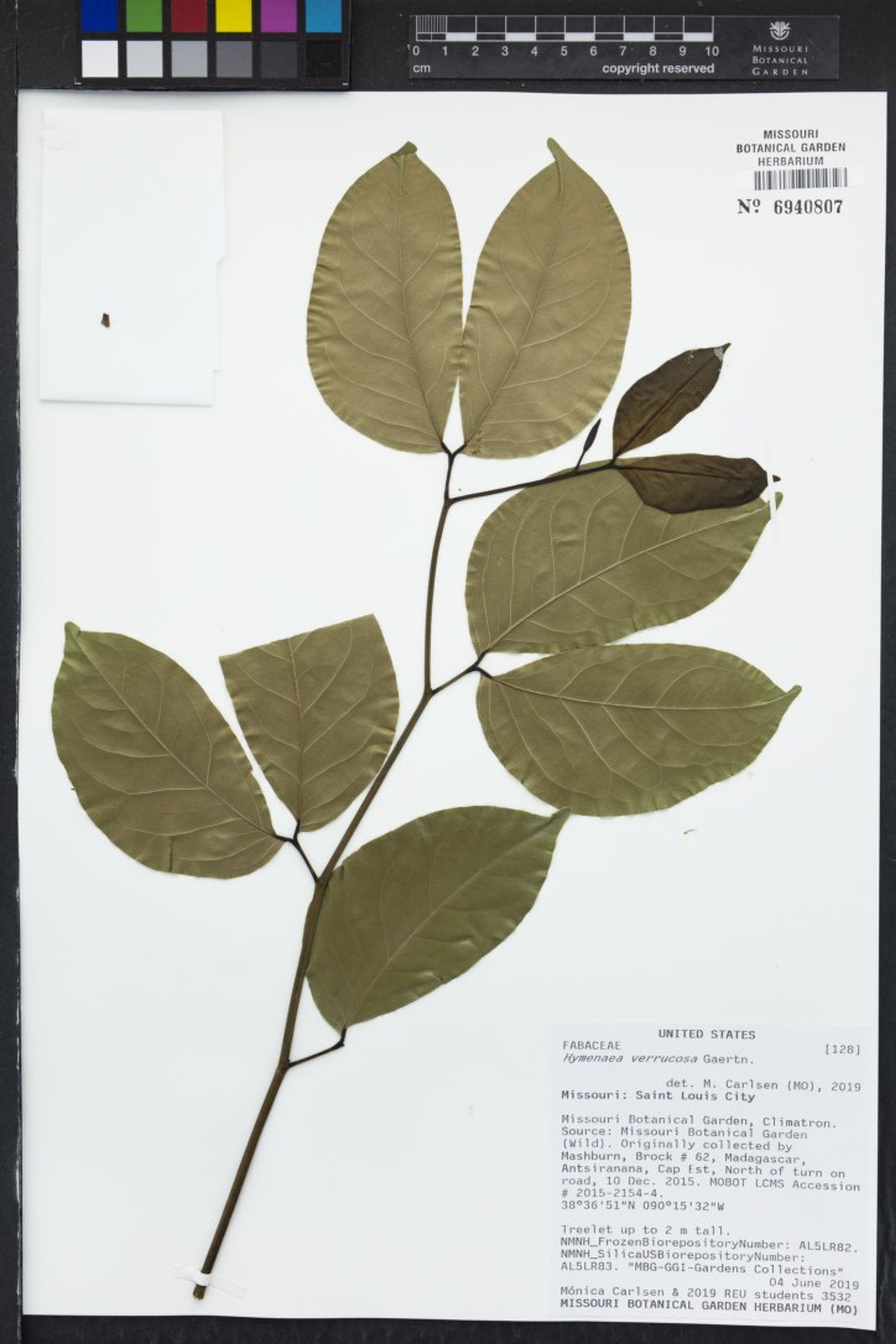 Hymenaea verrucosa - 73