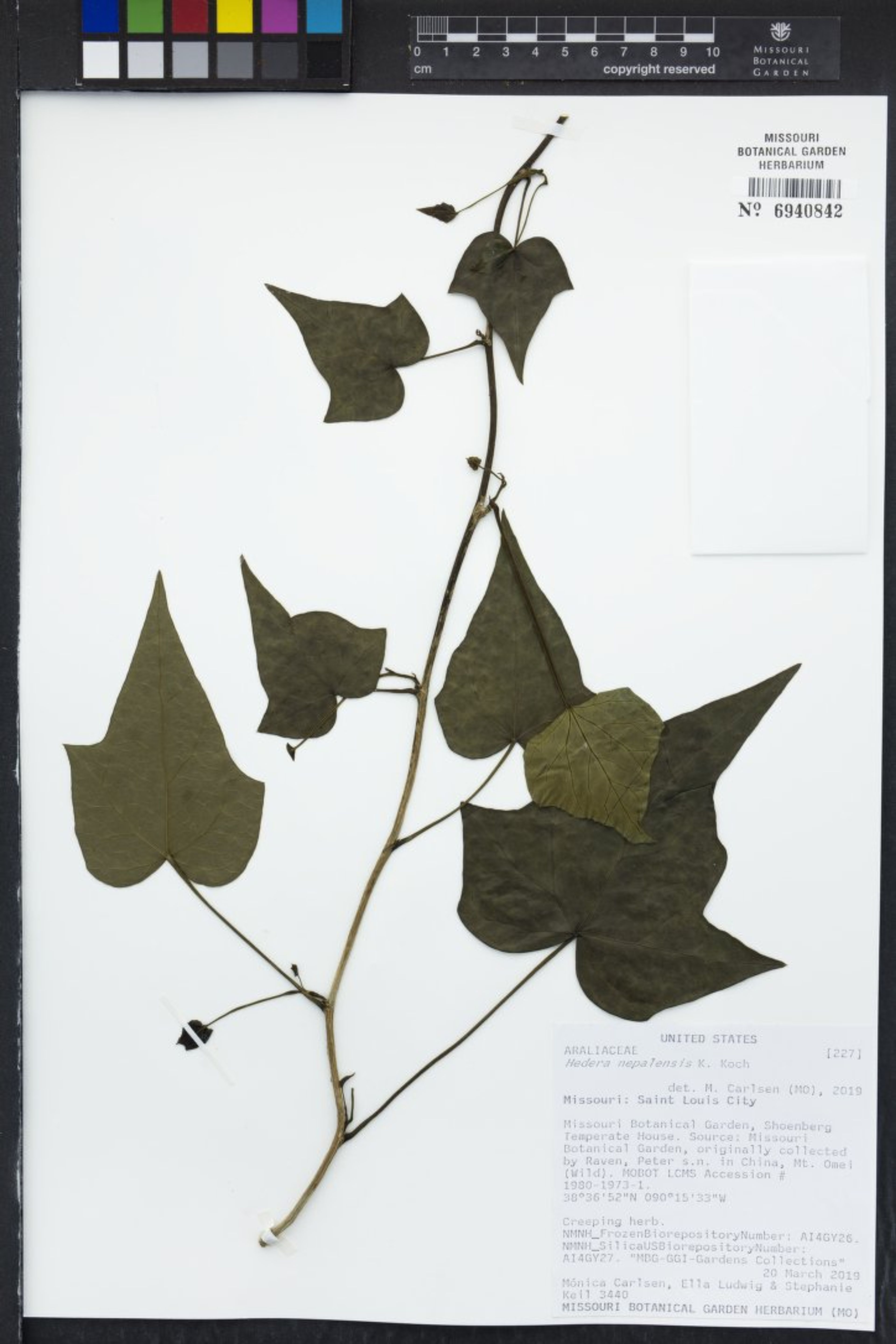 Hedera nepalensis - 64