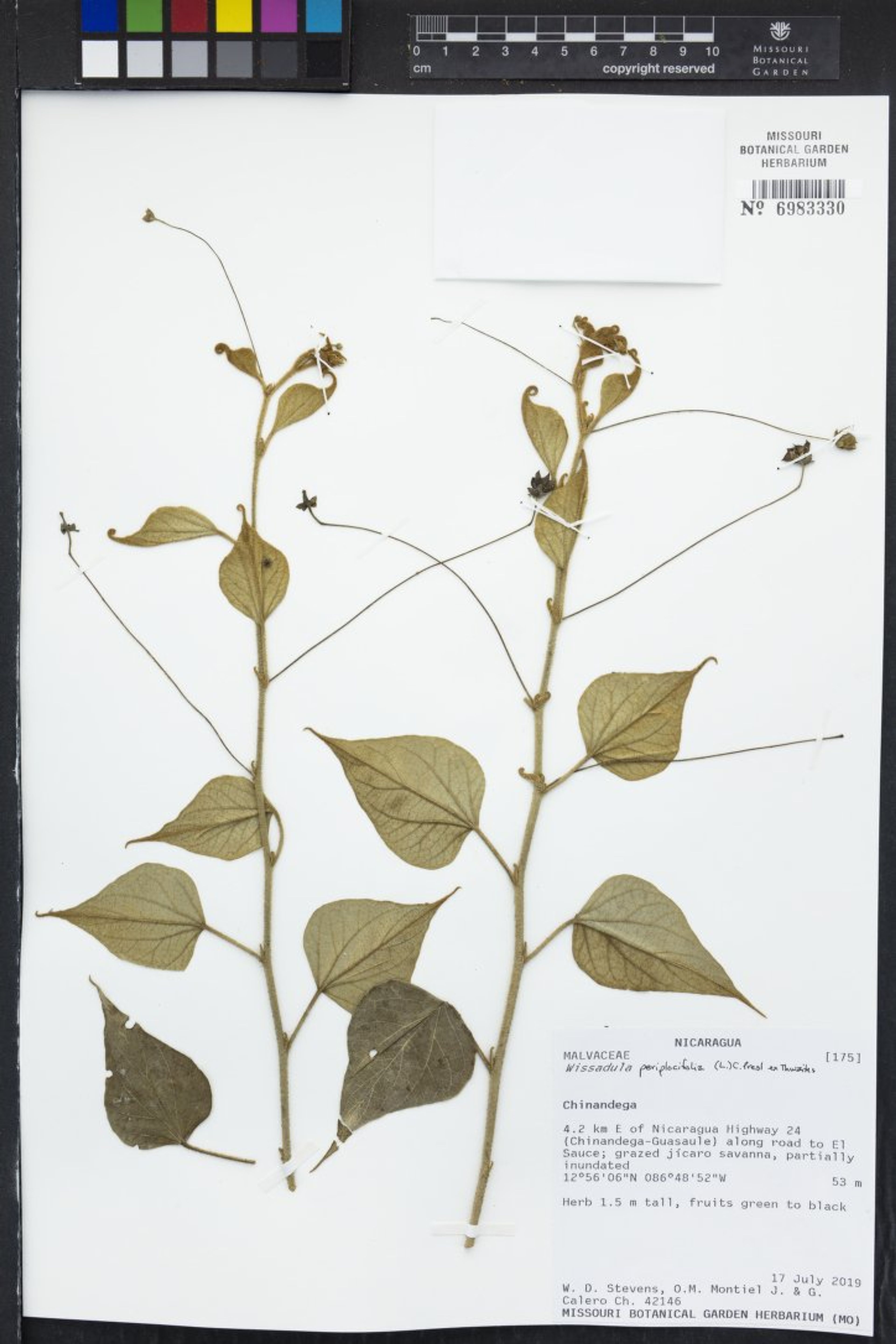 Wissadula periplocifolia - 119