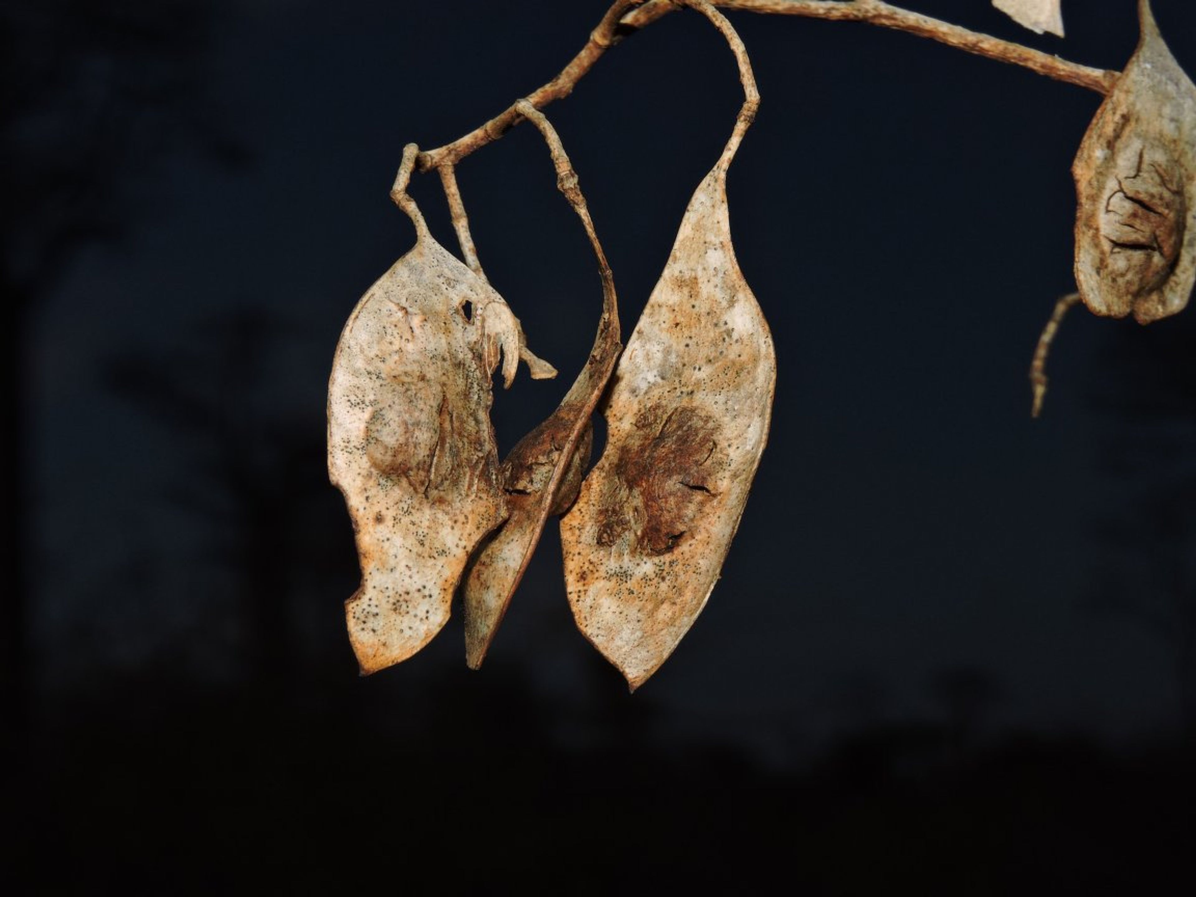 Dalbergia greveana - 113