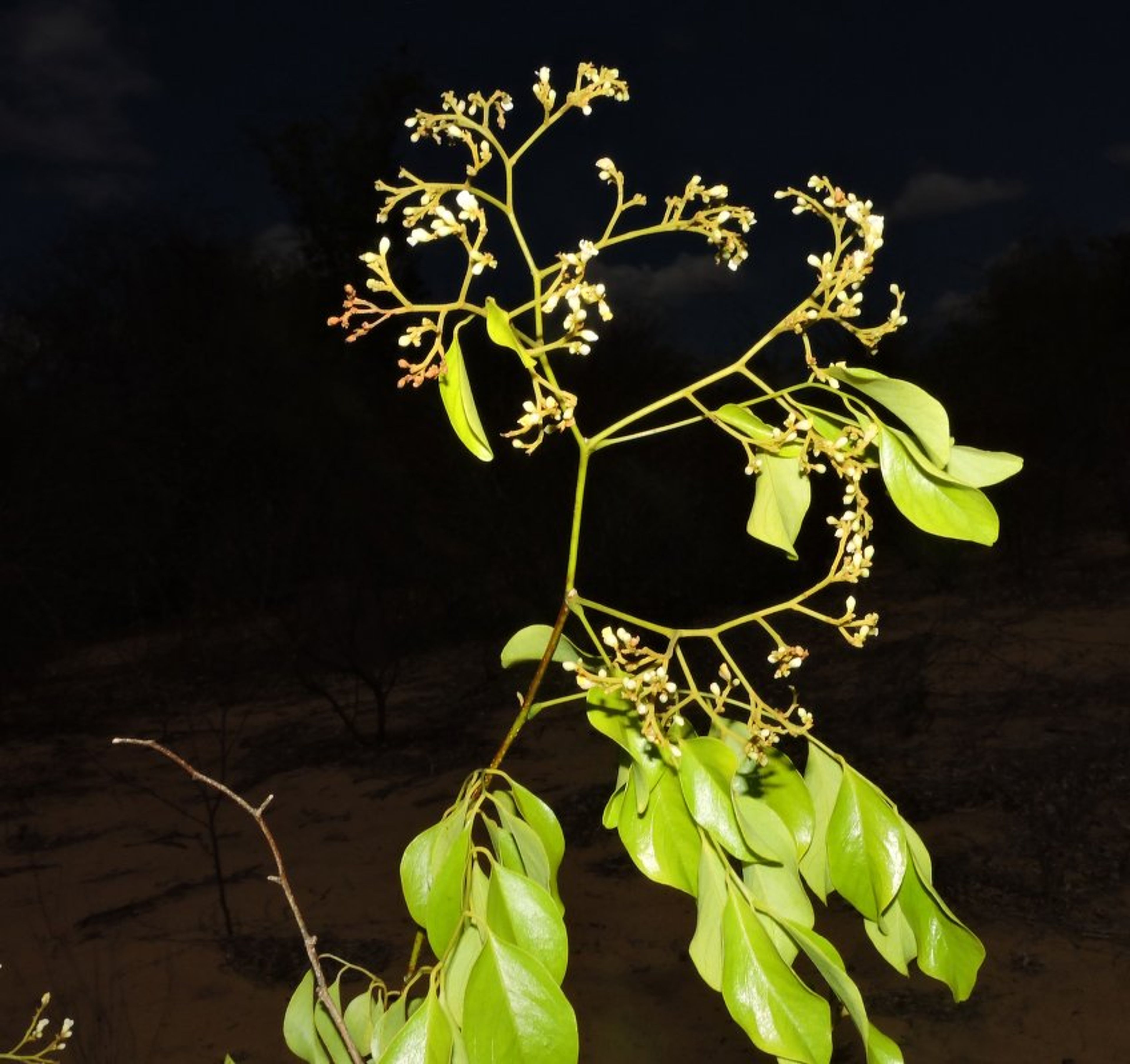 Dalbergia greveana - 3