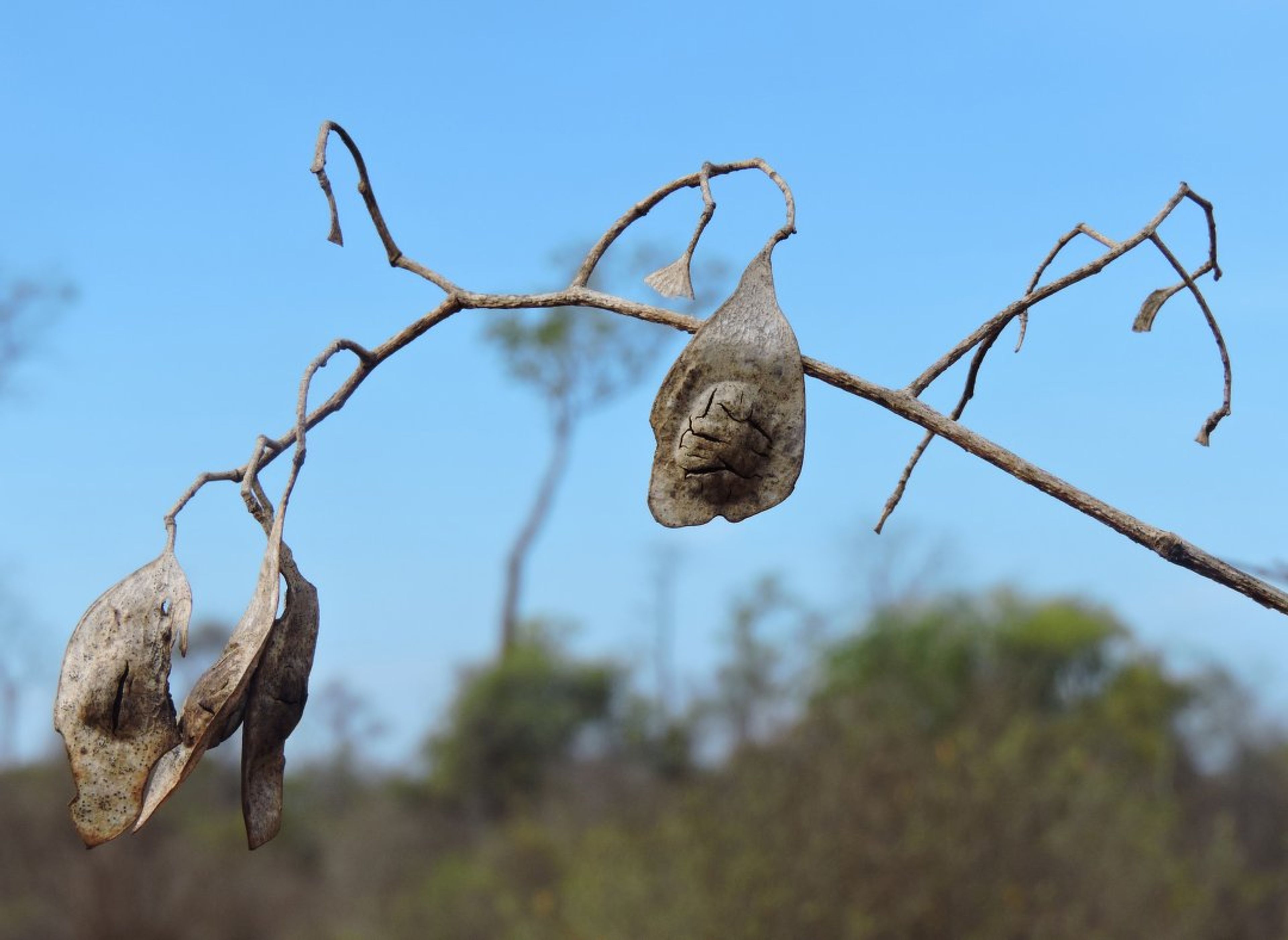 Dalbergia greveana - 102
