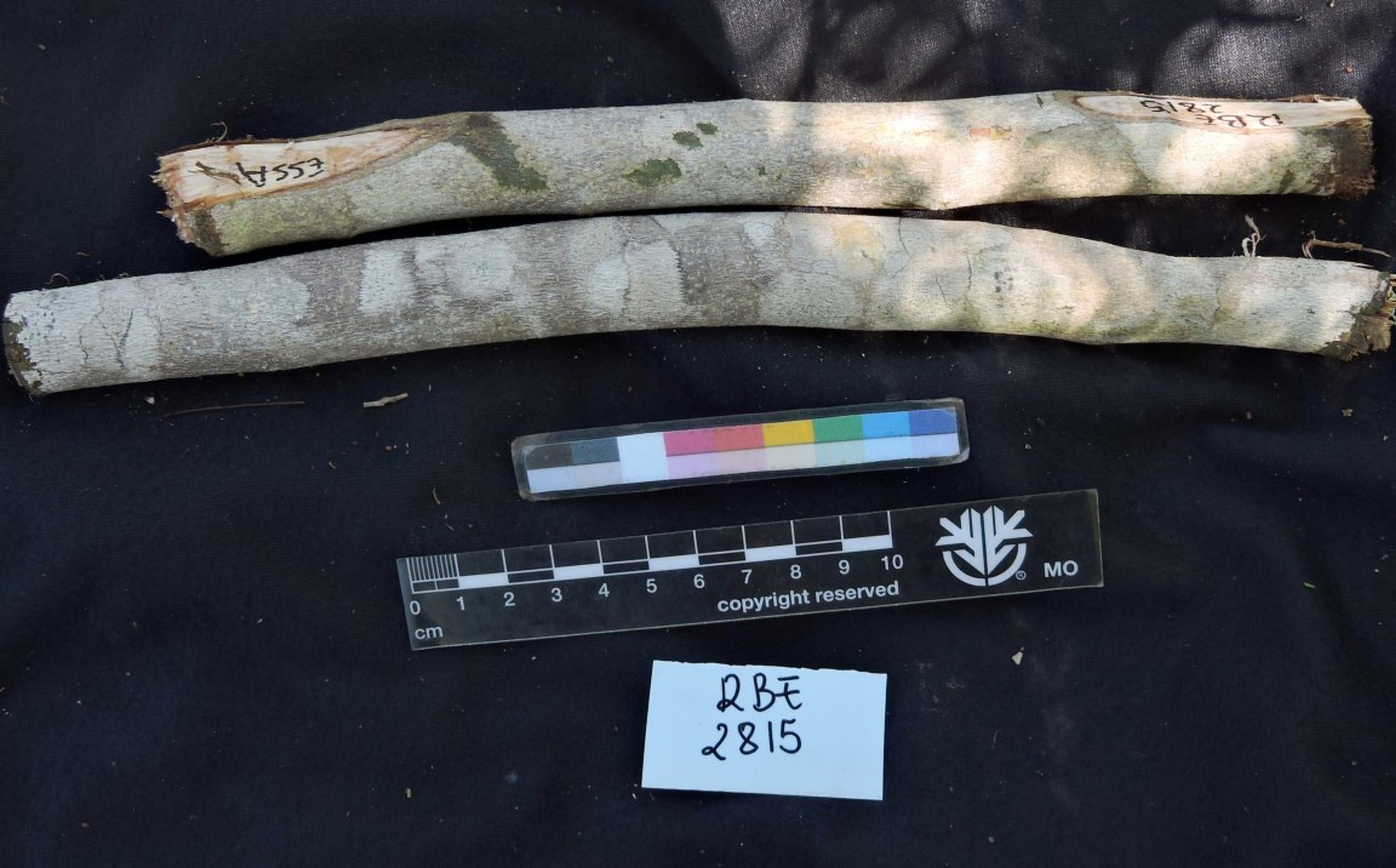 Dalbergia greveana - 17