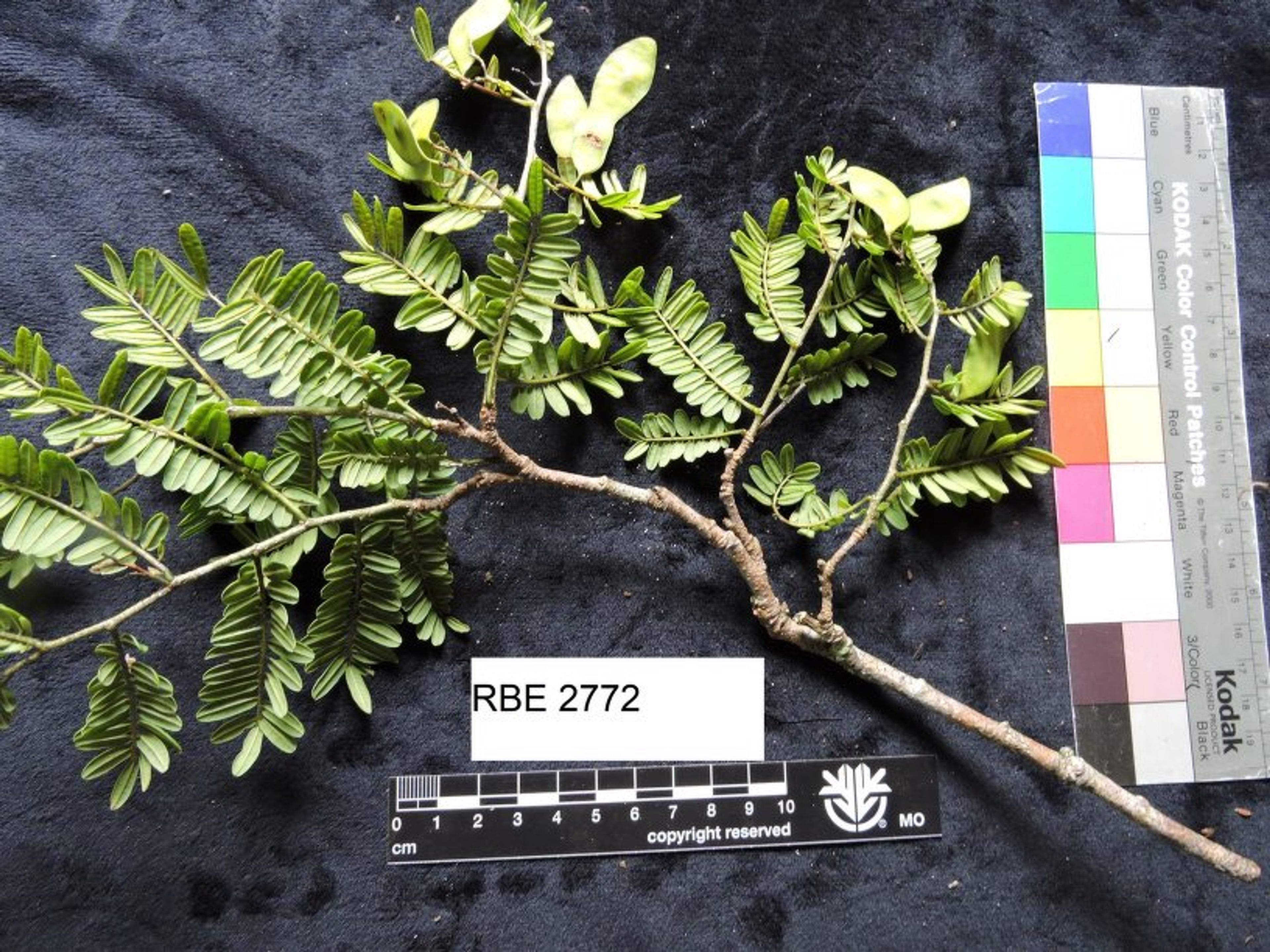 Dalbergia baronii - 155