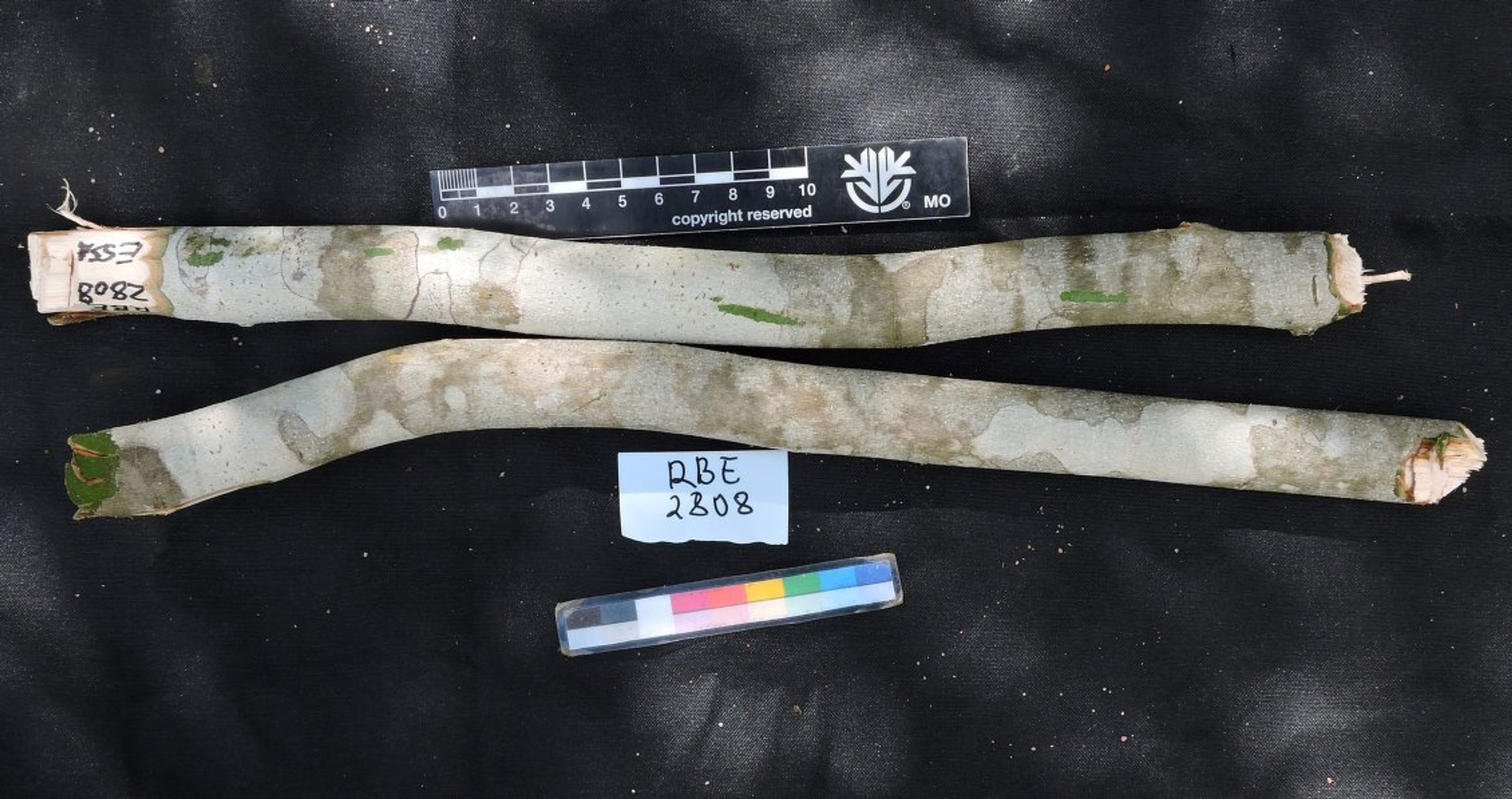 Dalbergia greveana - 119