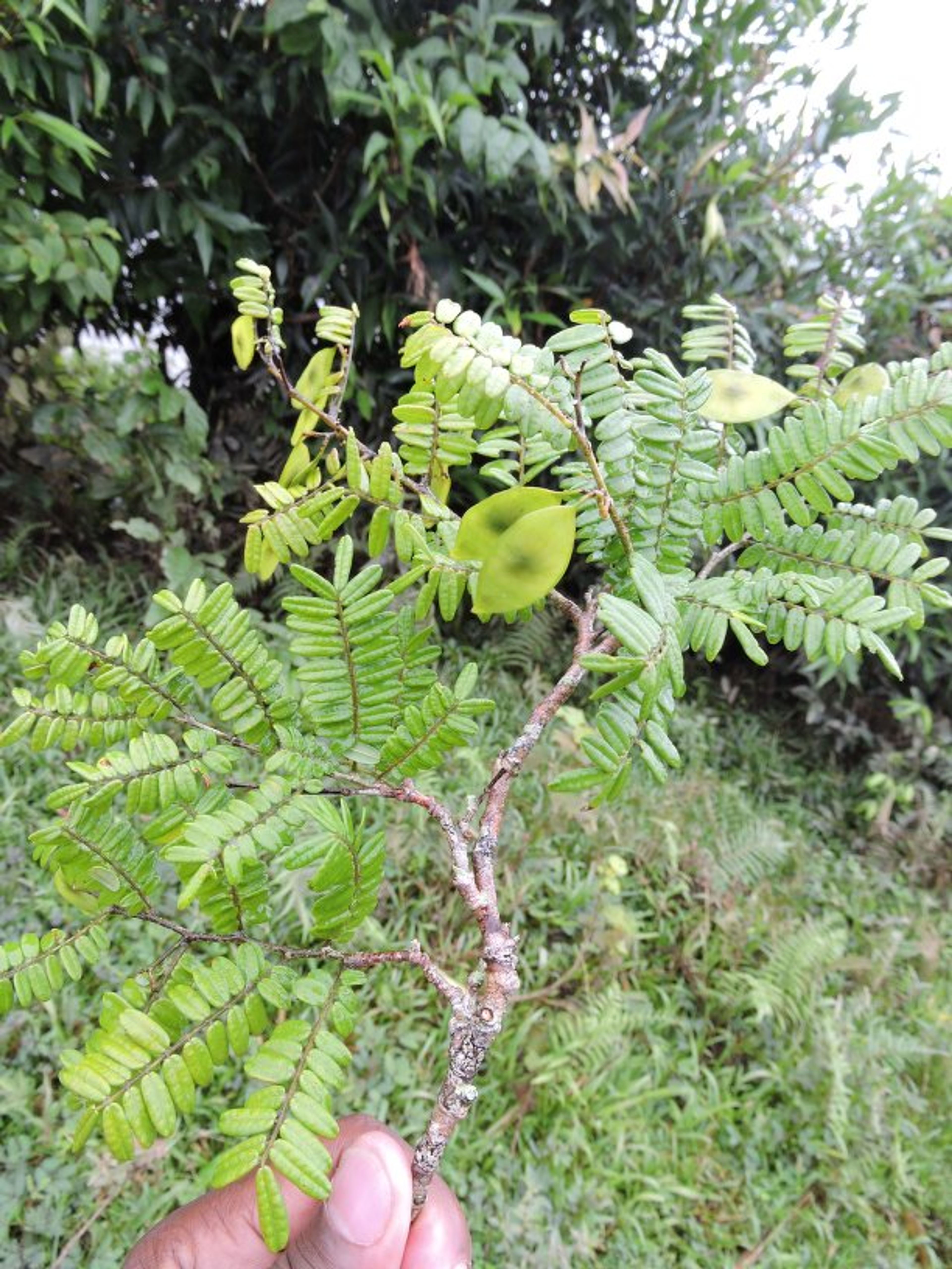 Dalbergia baronii - 17