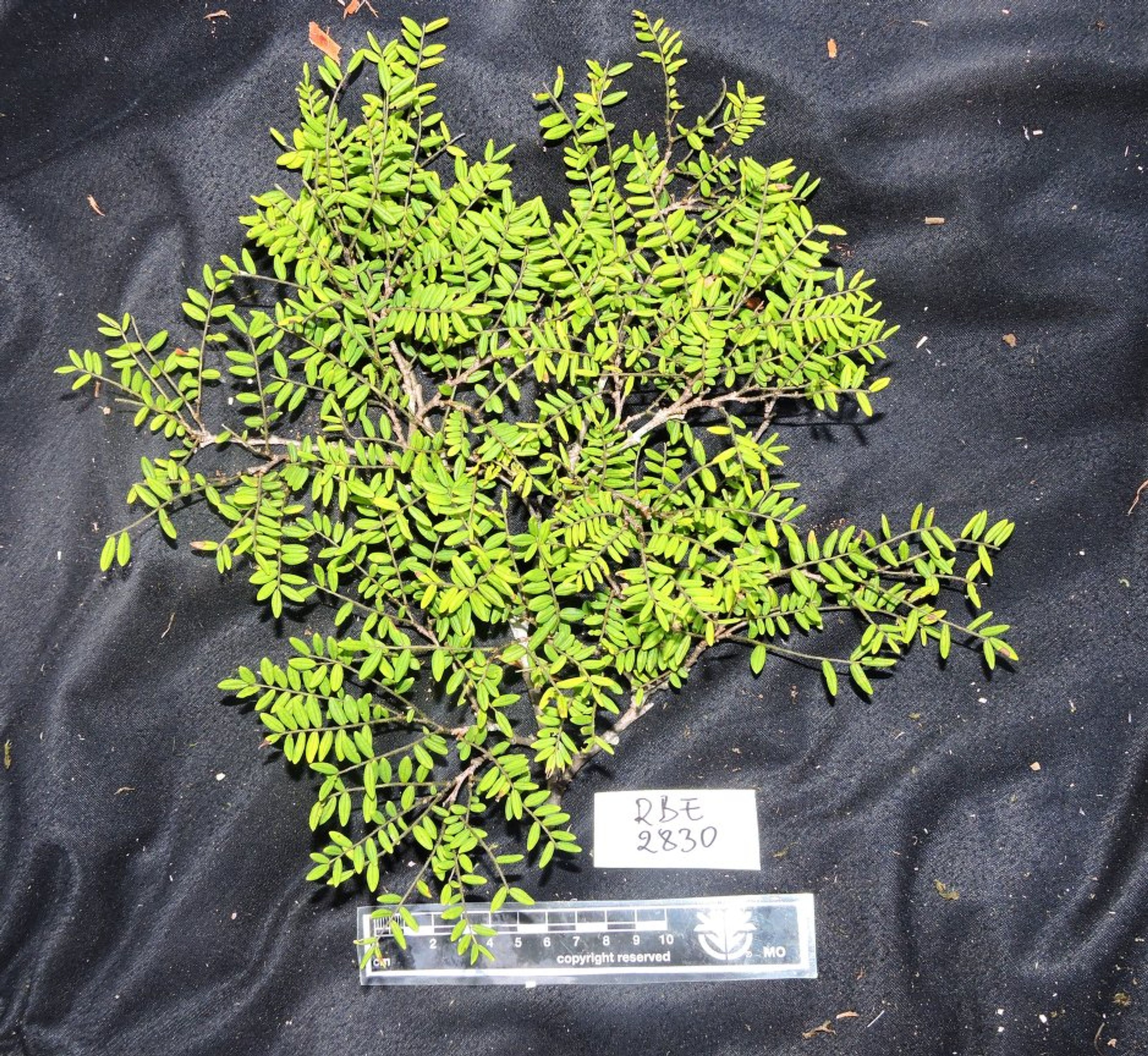 Dalbergia baronii - 87