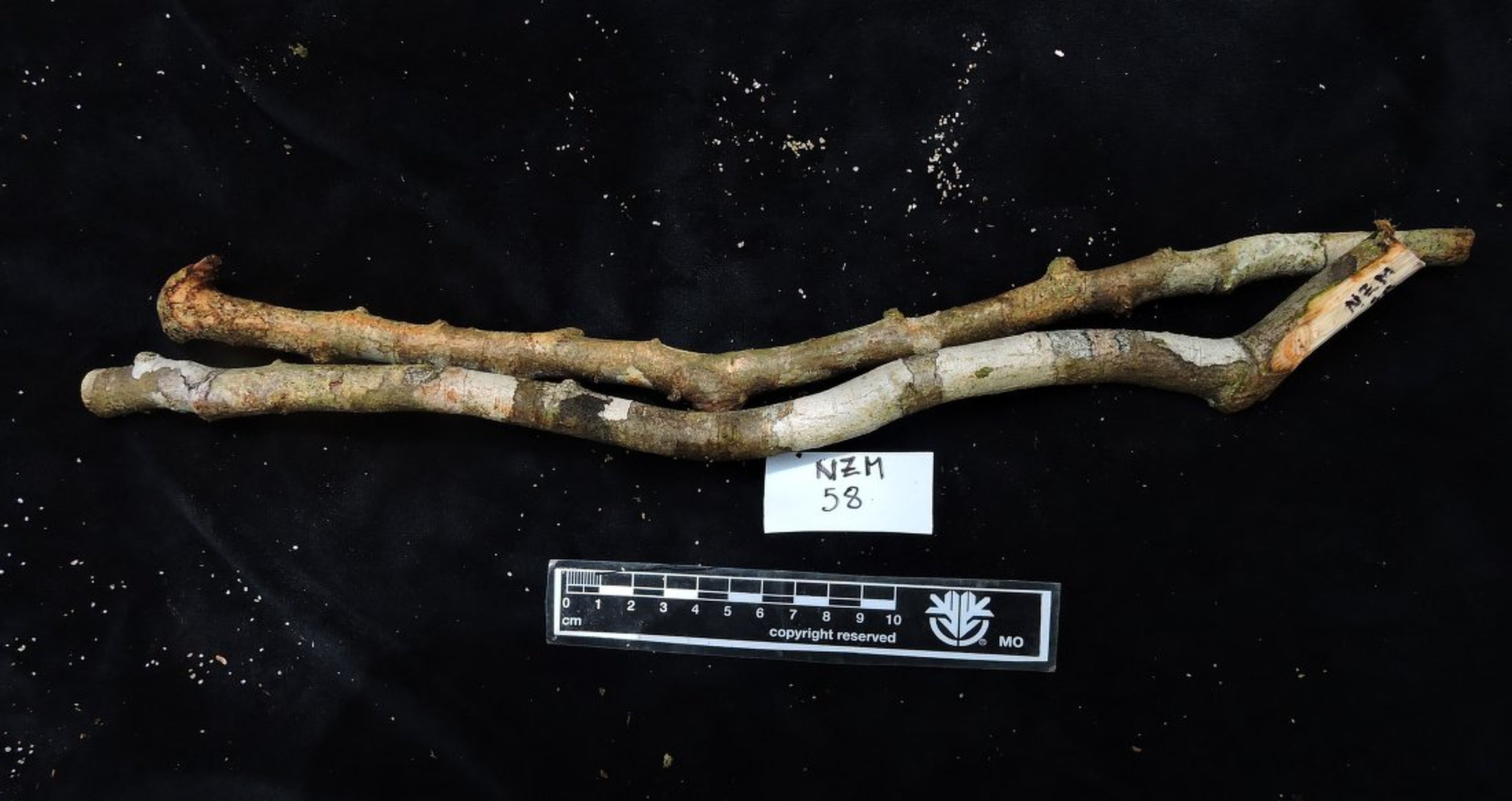Dalbergia baronii - 45