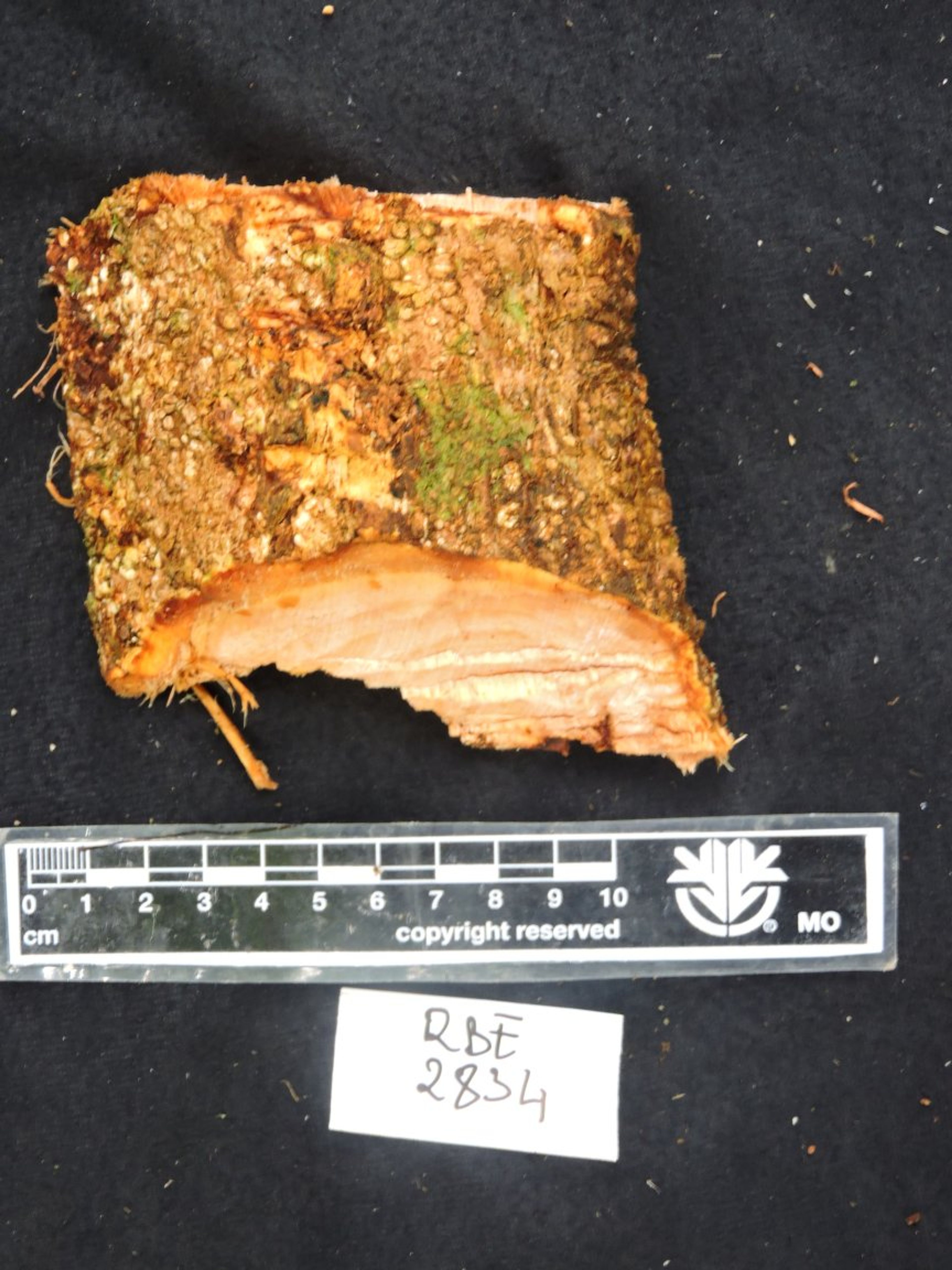 Dalbergia baronii - 138