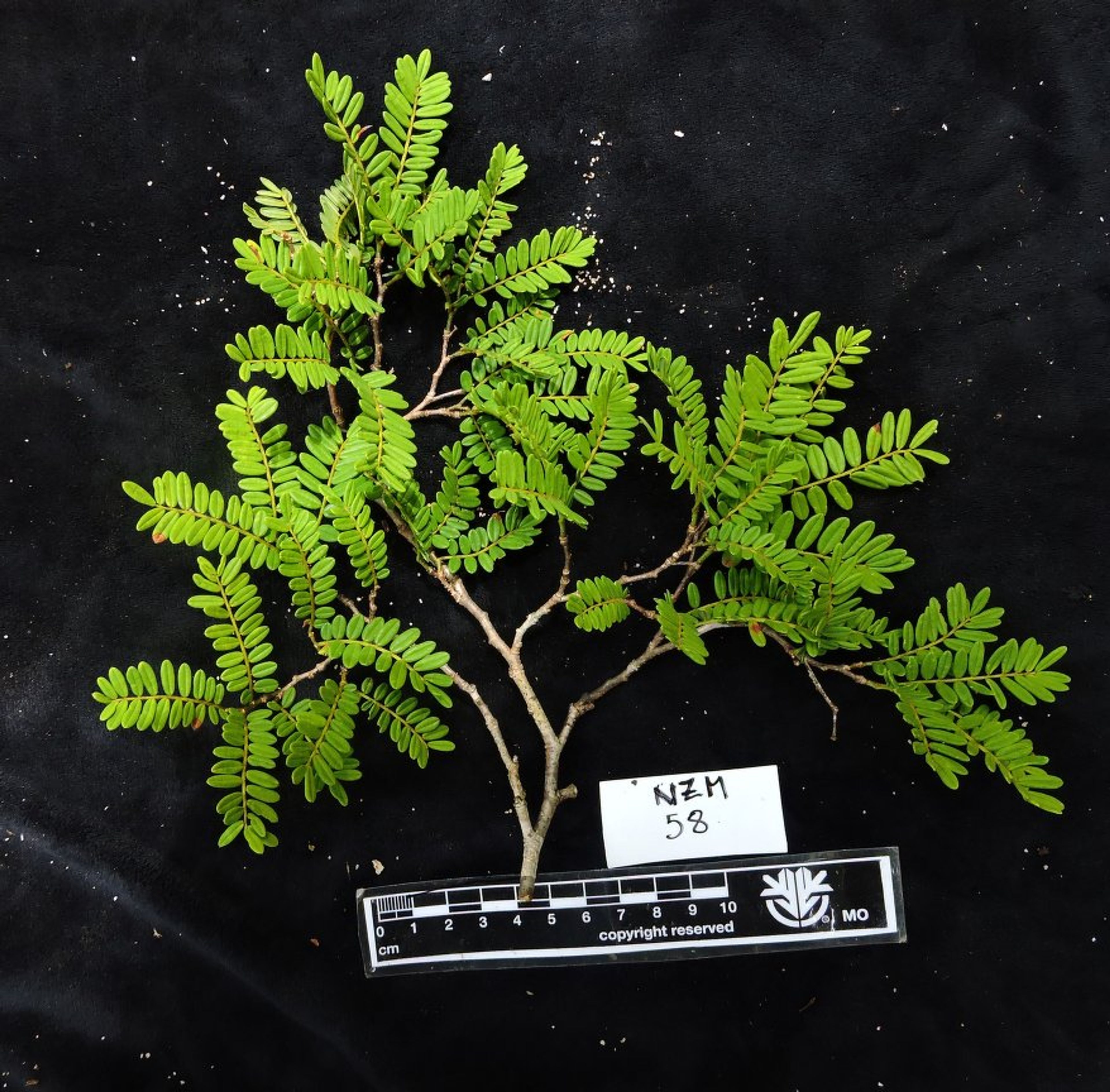 Dalbergia baronii - 69