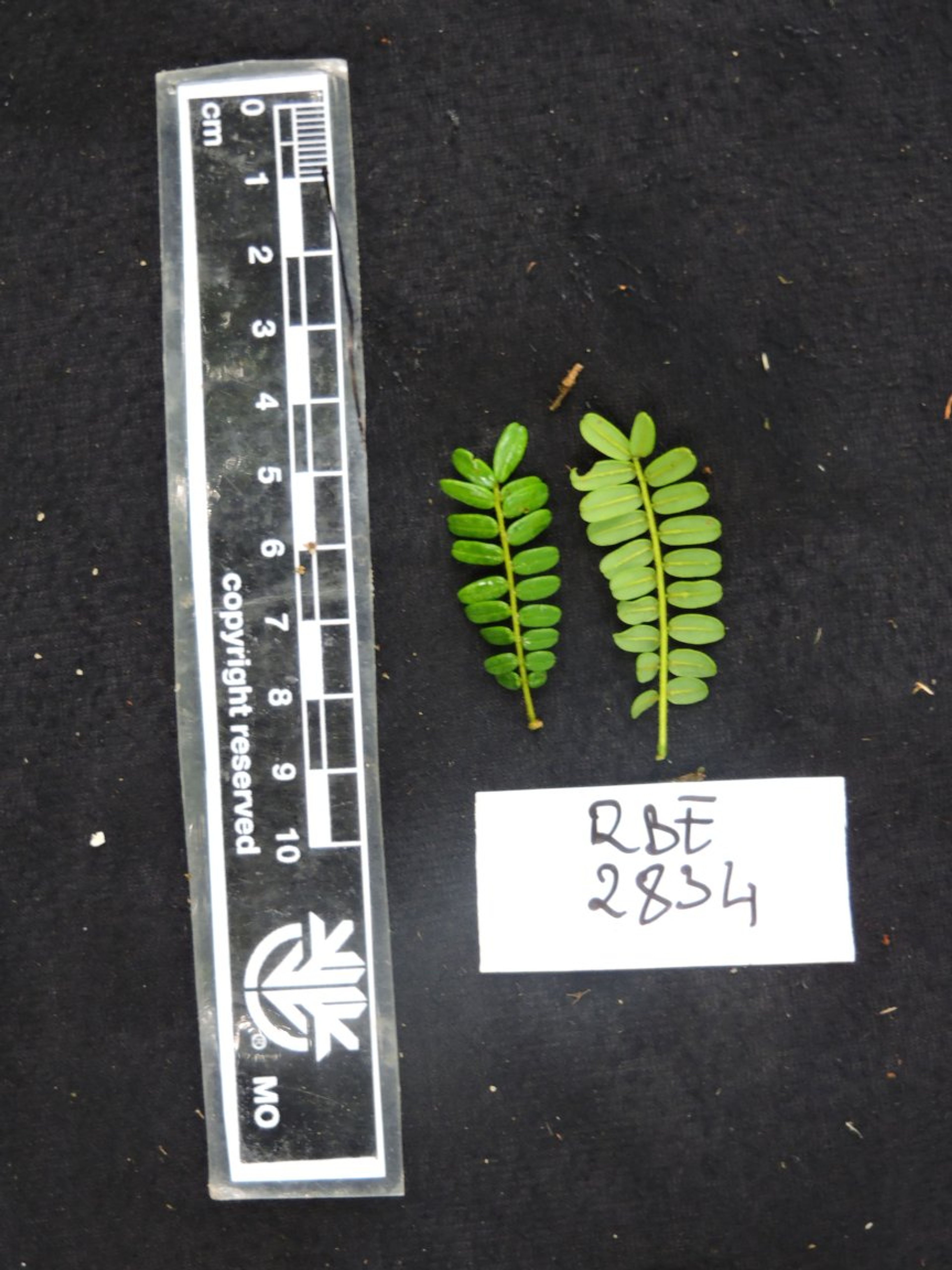 Dalbergia baronii - 20