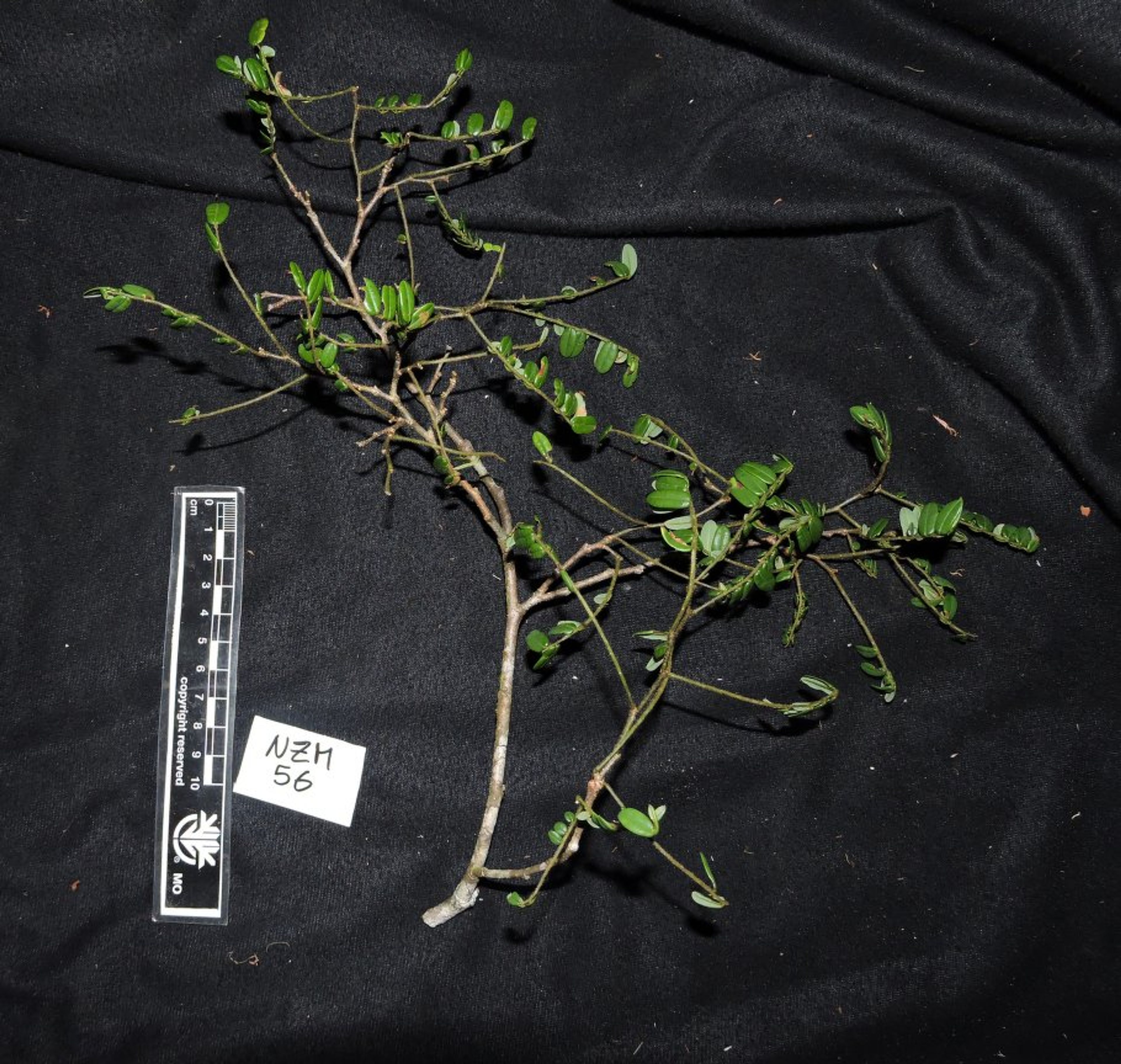 Dalbergia baronii - 156