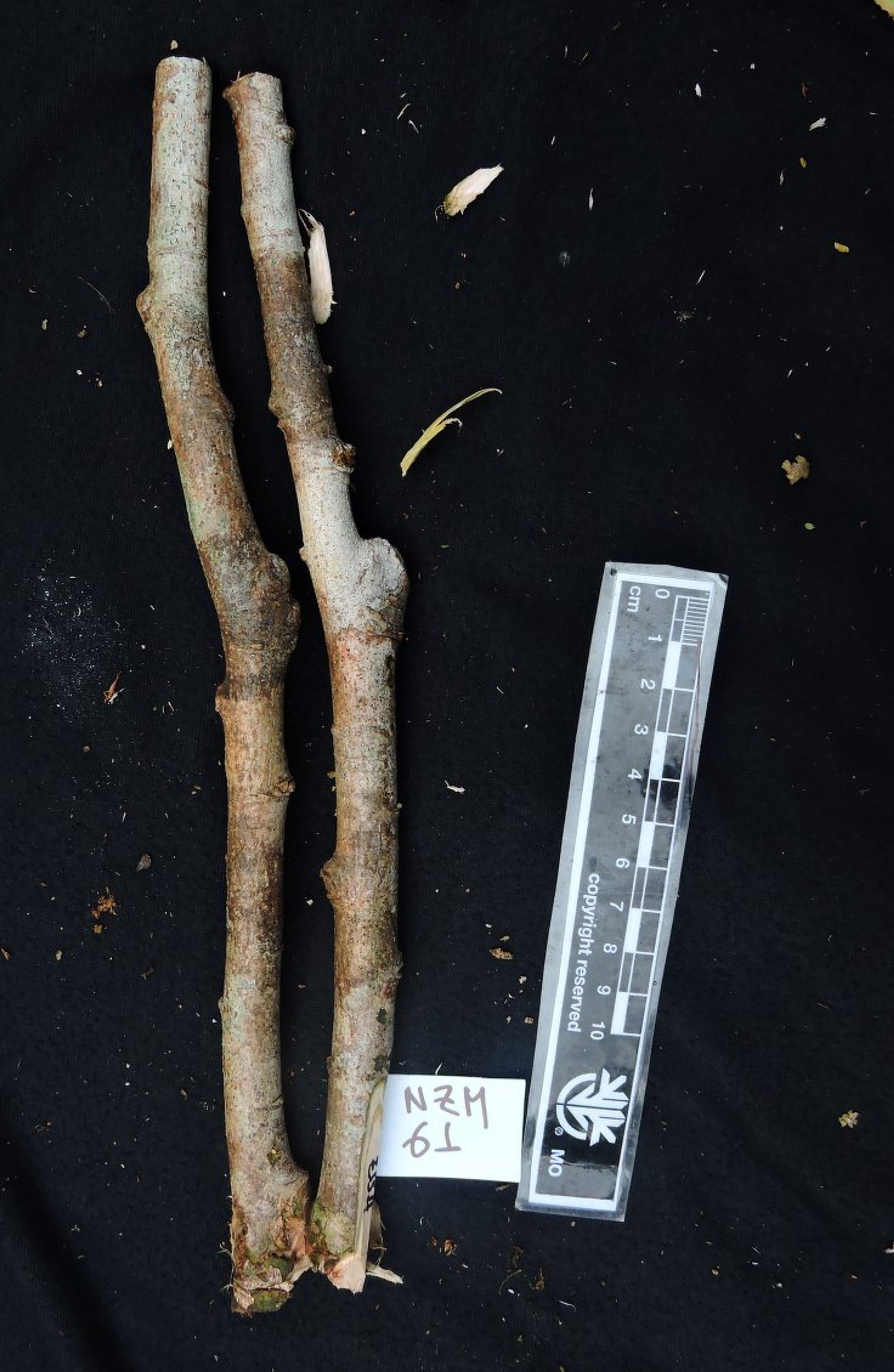 Dalbergia baronii - 103