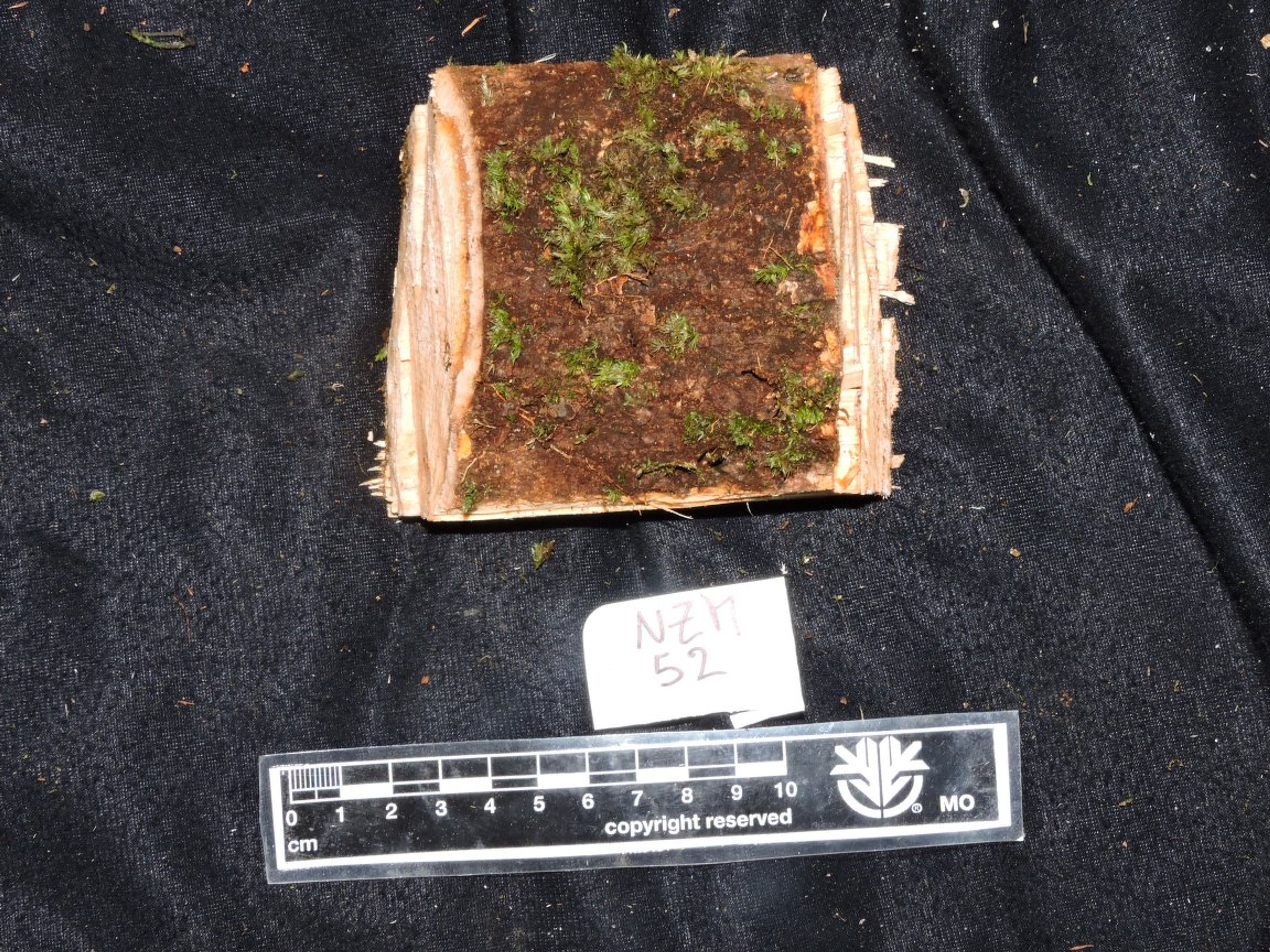 Dalbergia baronii - 66
