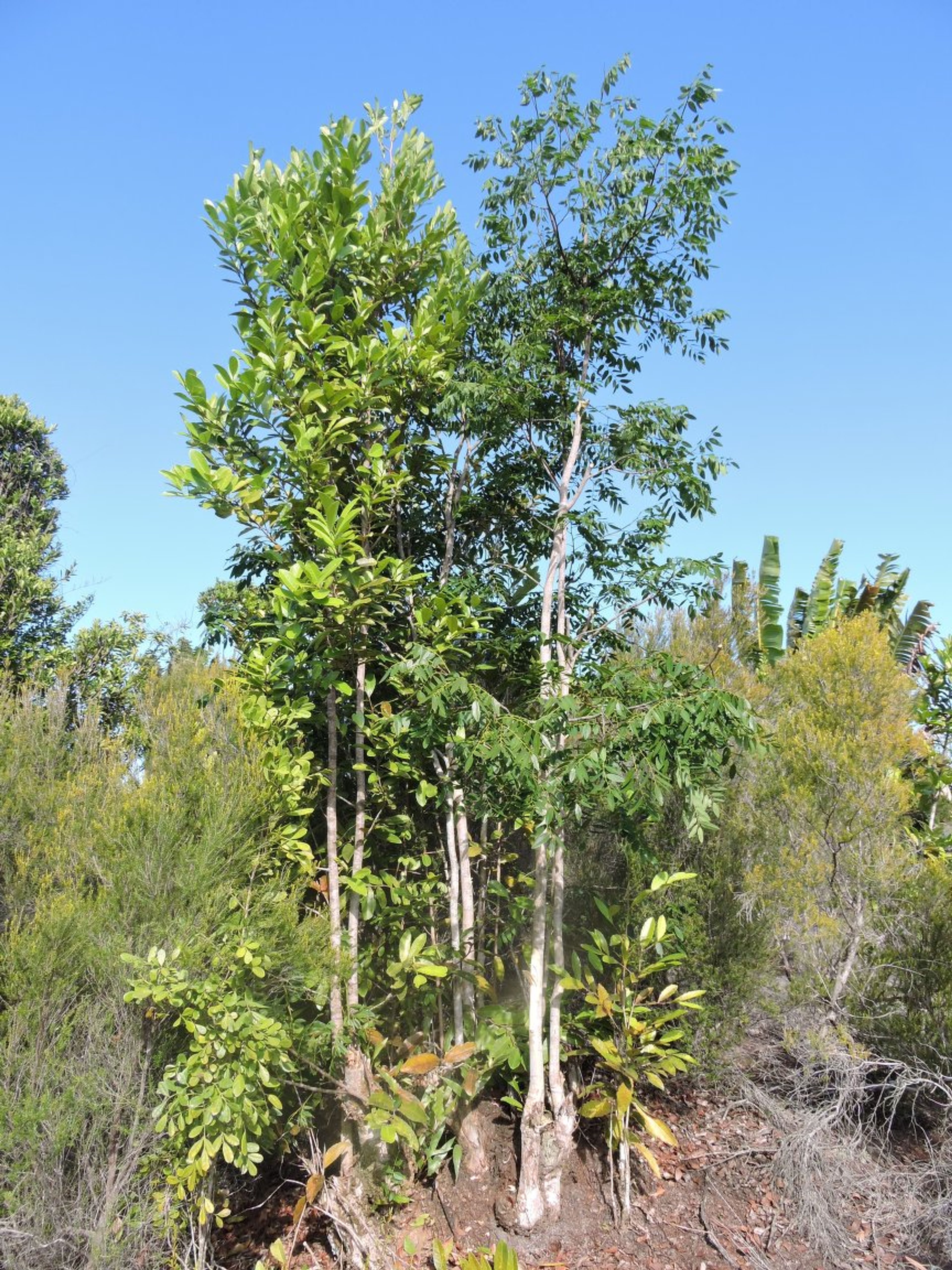 Dalbergia louvelii - 43