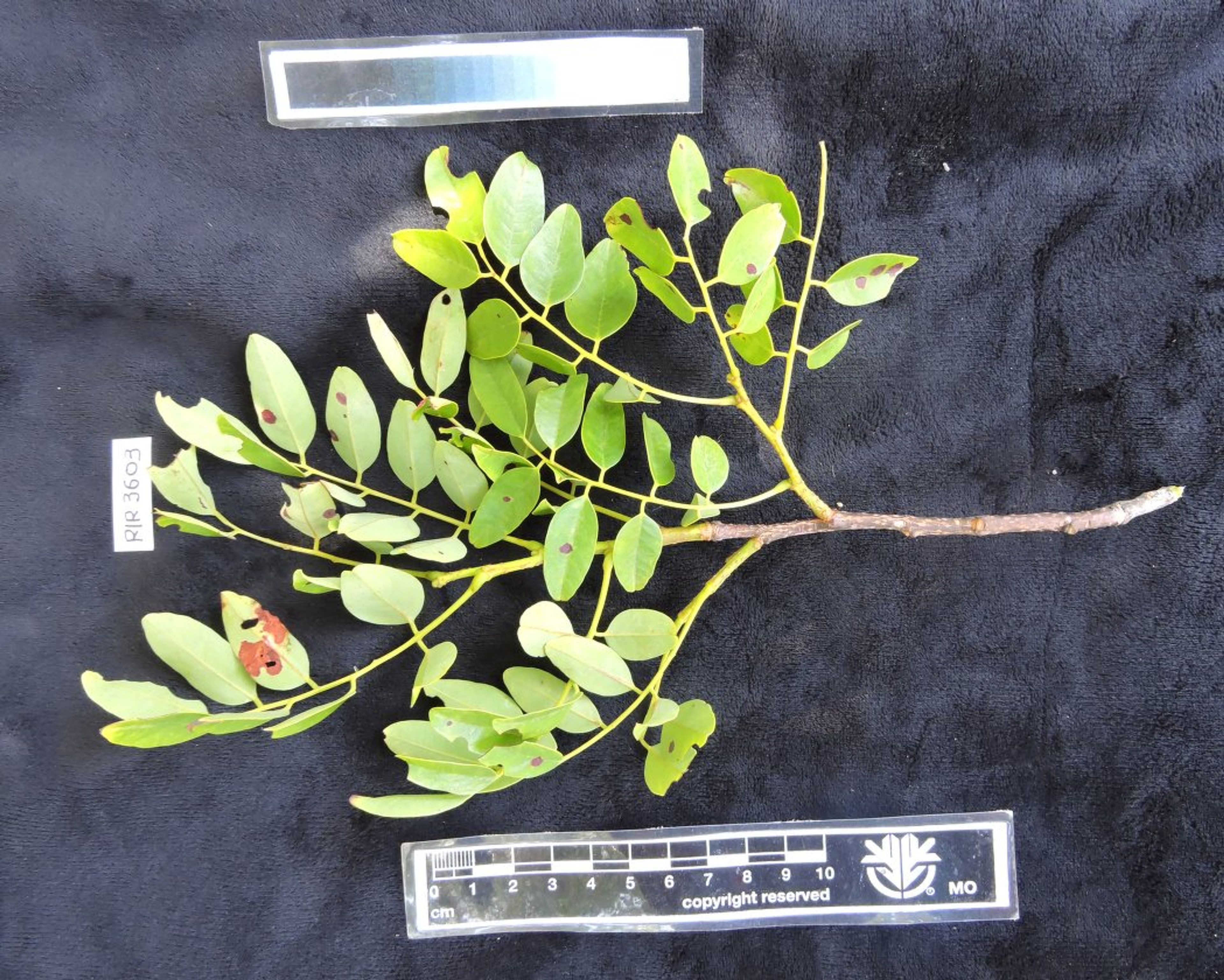Dalbergia louvelii - 104
