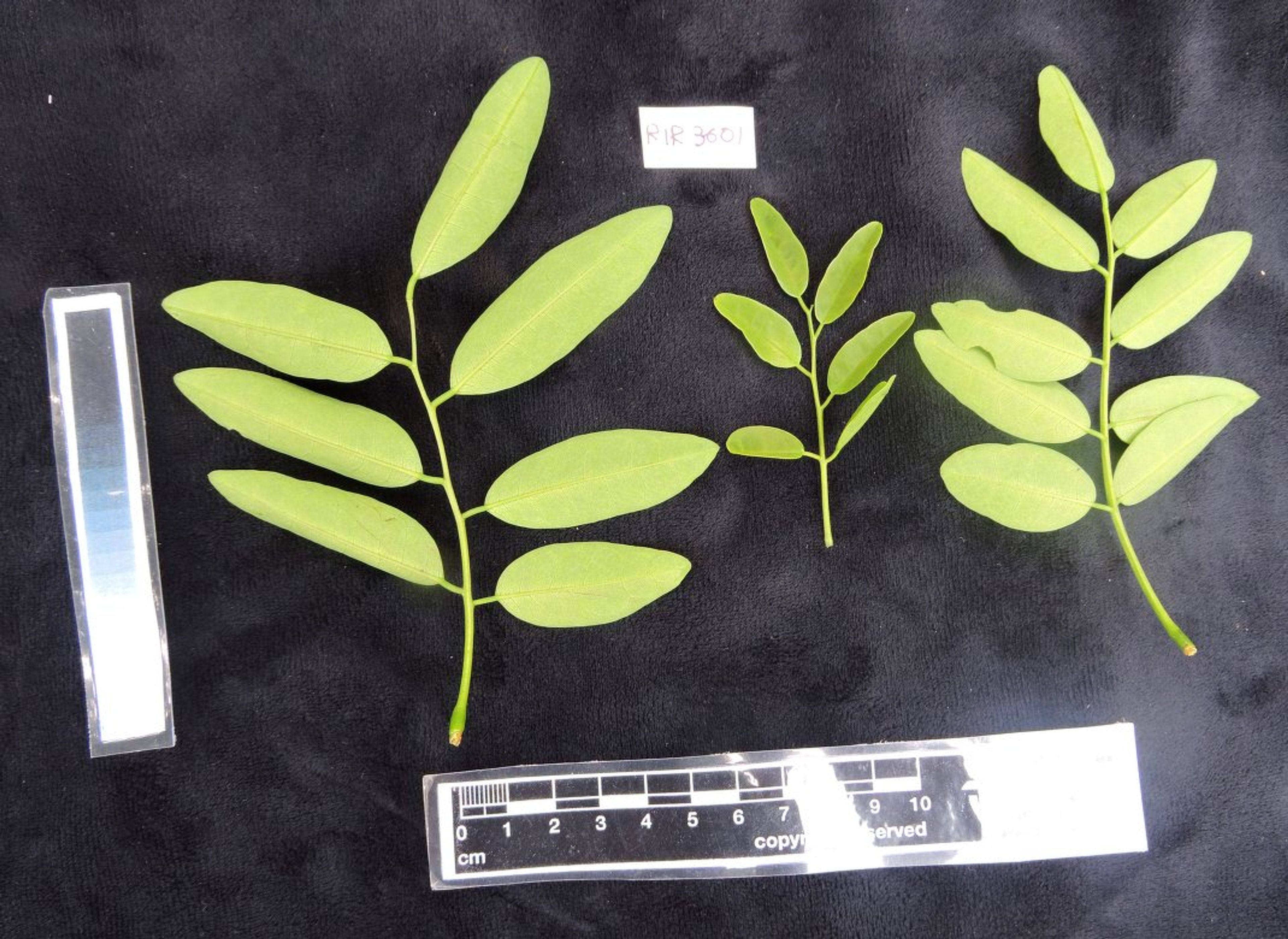 Dalbergia louvelii - 86
