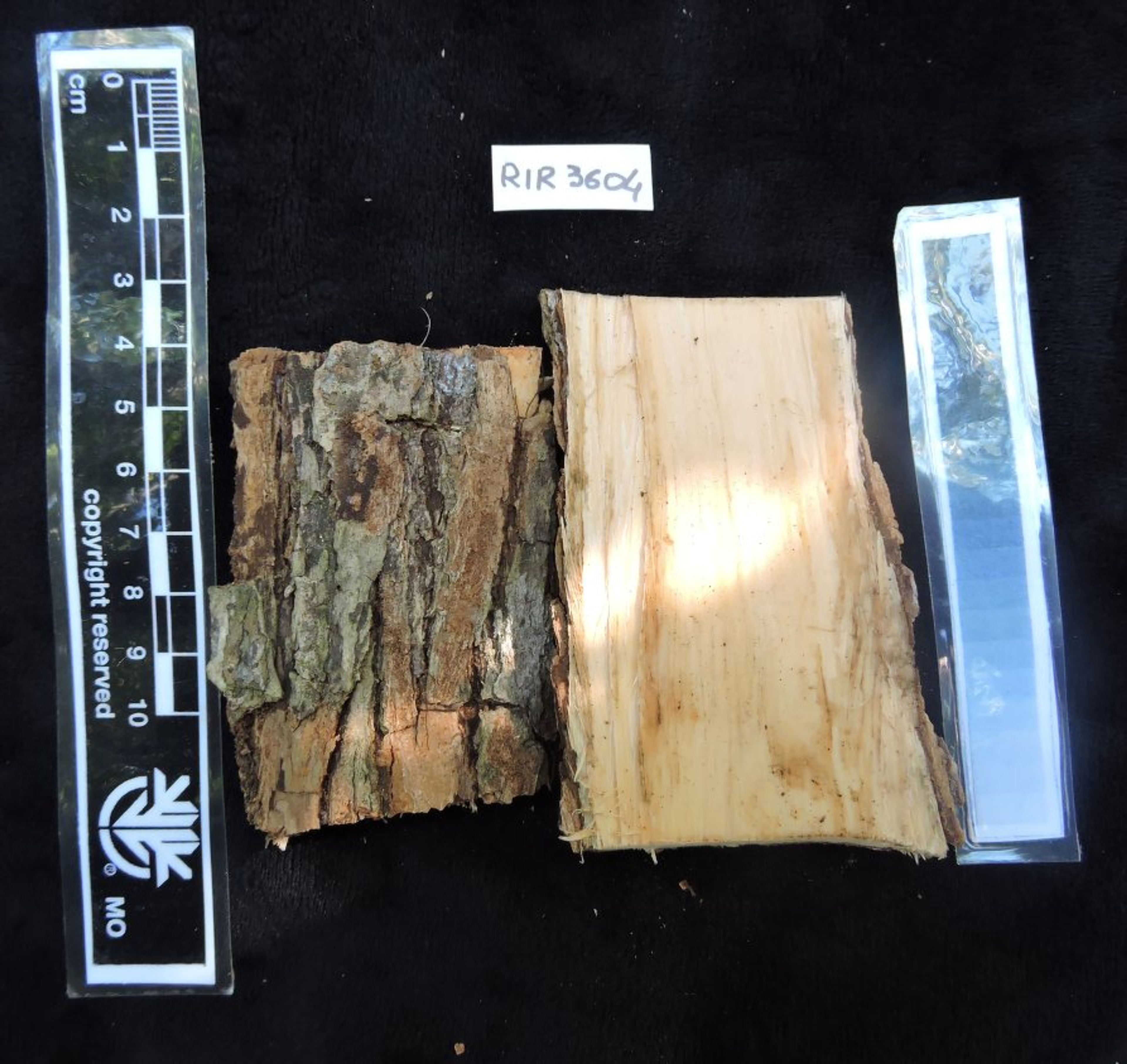 Dalbergia louvelii - 155
