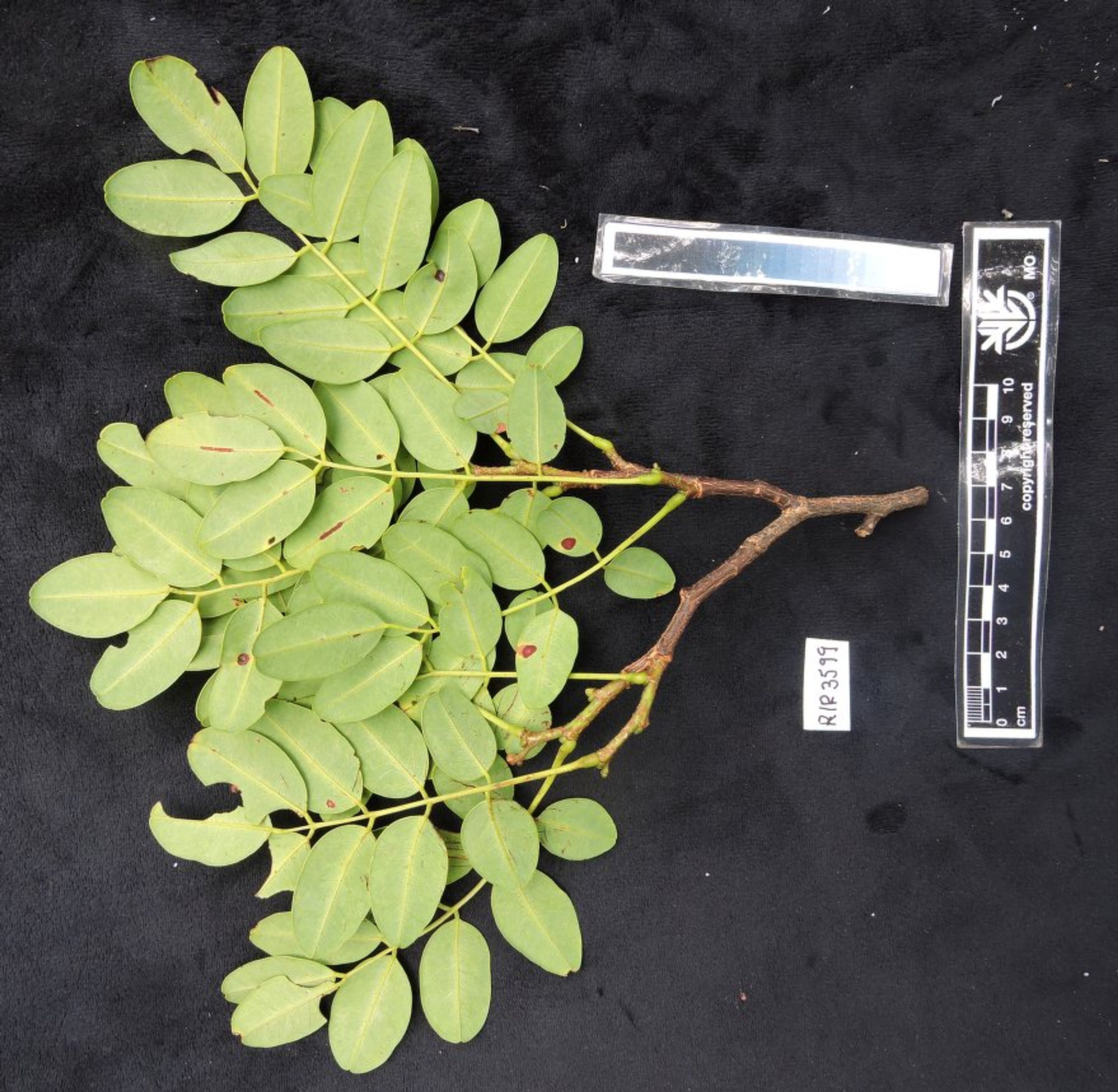 Dalbergia louvelii - 42