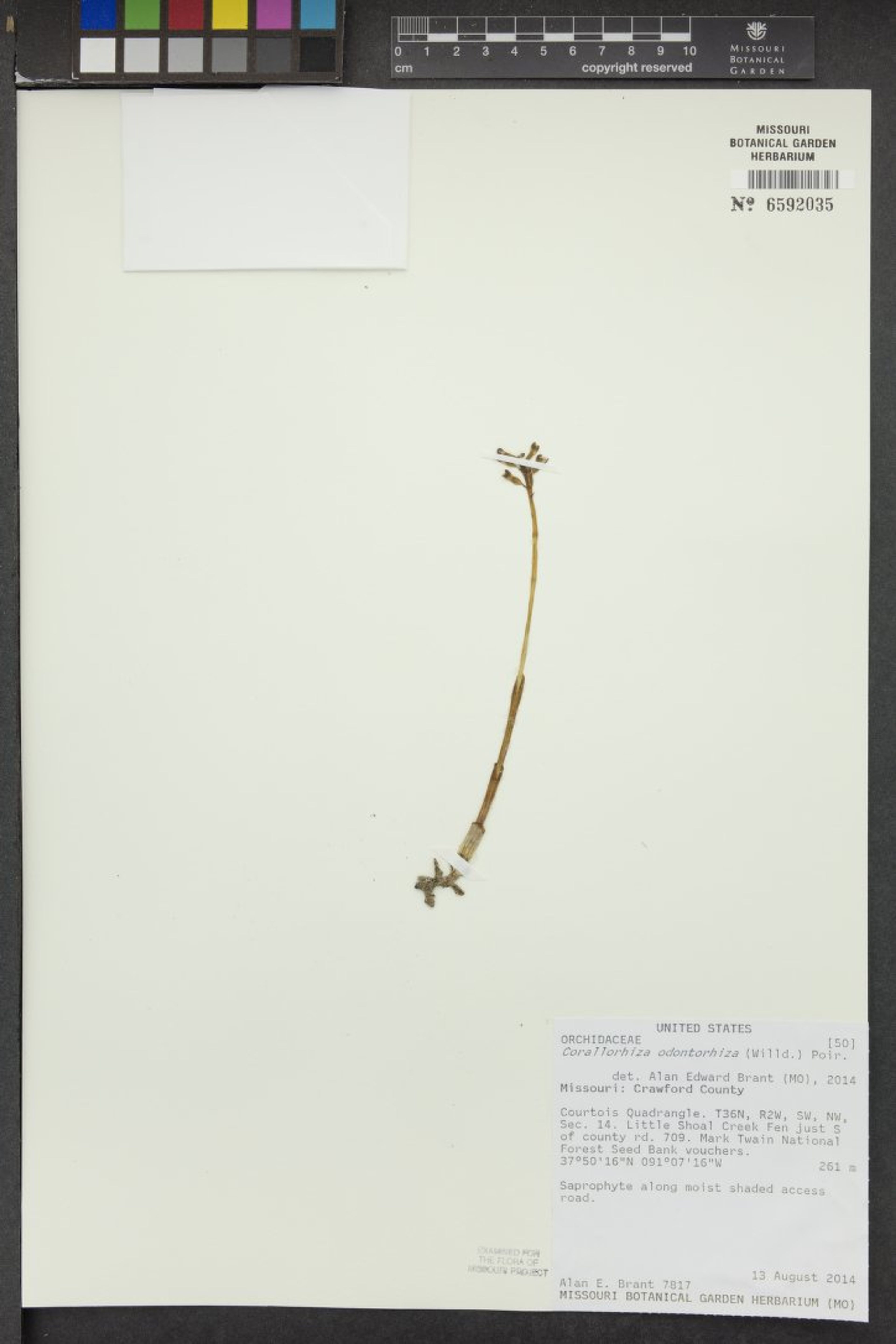 Corallorhiza odontorhiza - 50