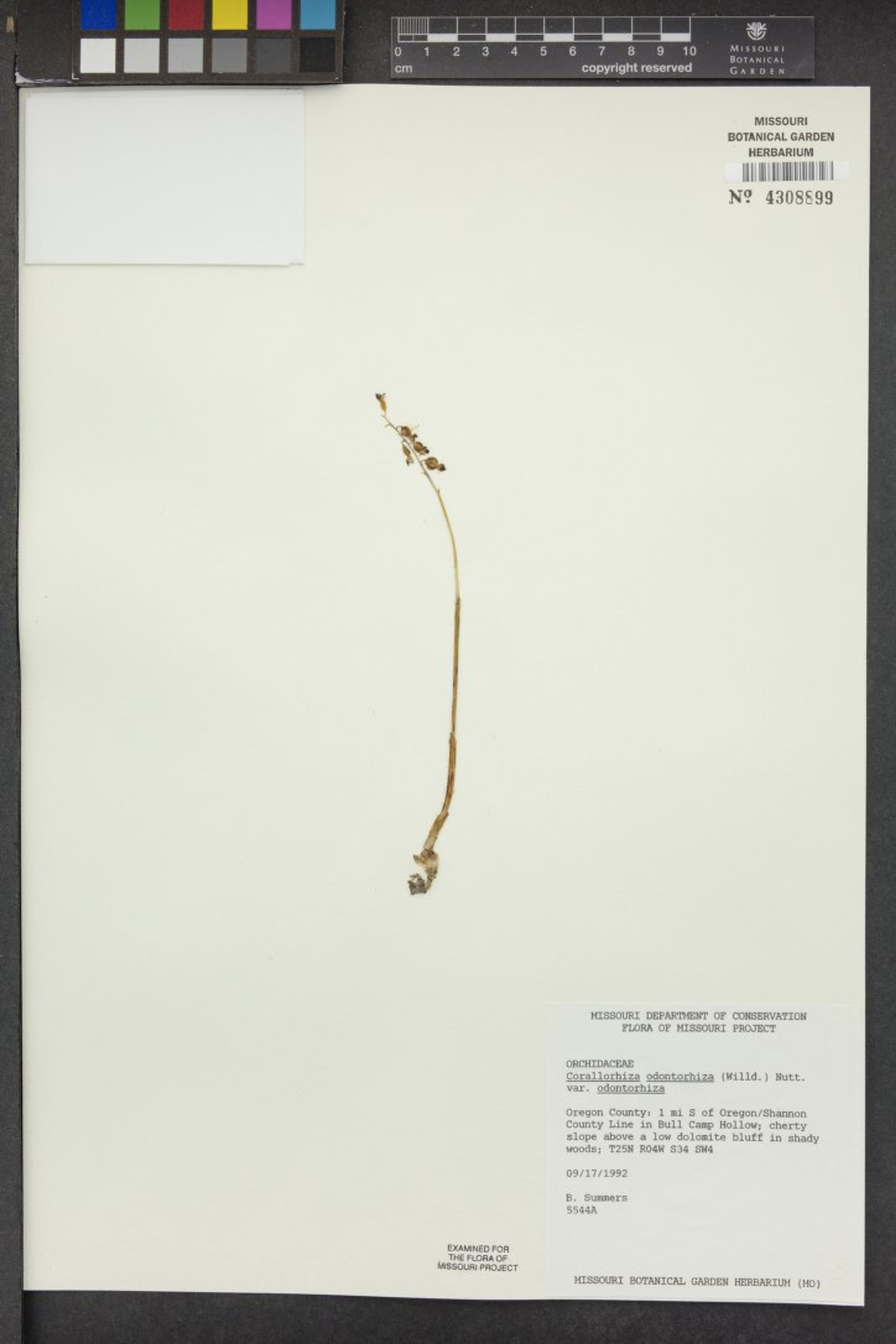 Corallorhiza odontorhiza - 49