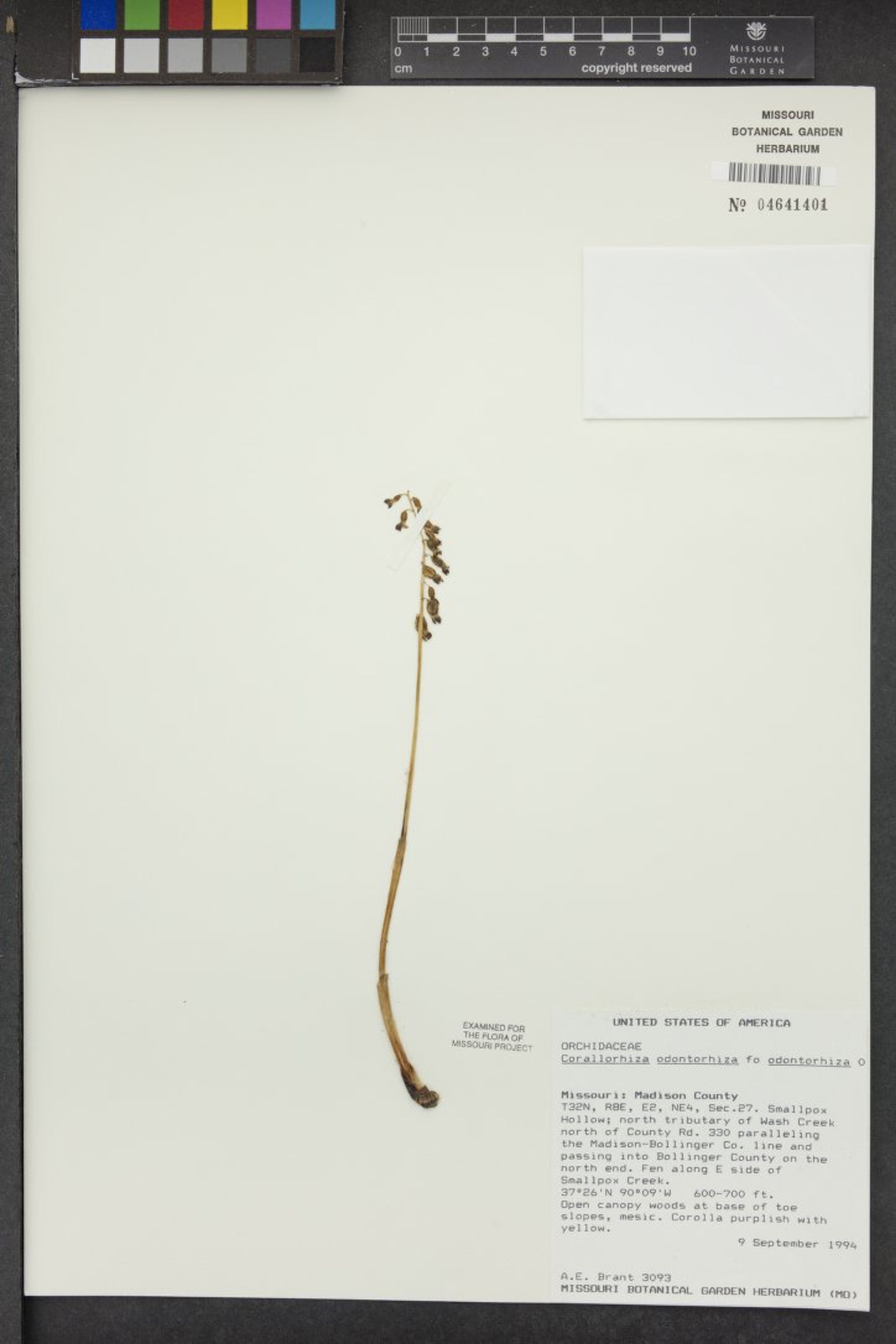 Corallorhiza odontorhiza - 20