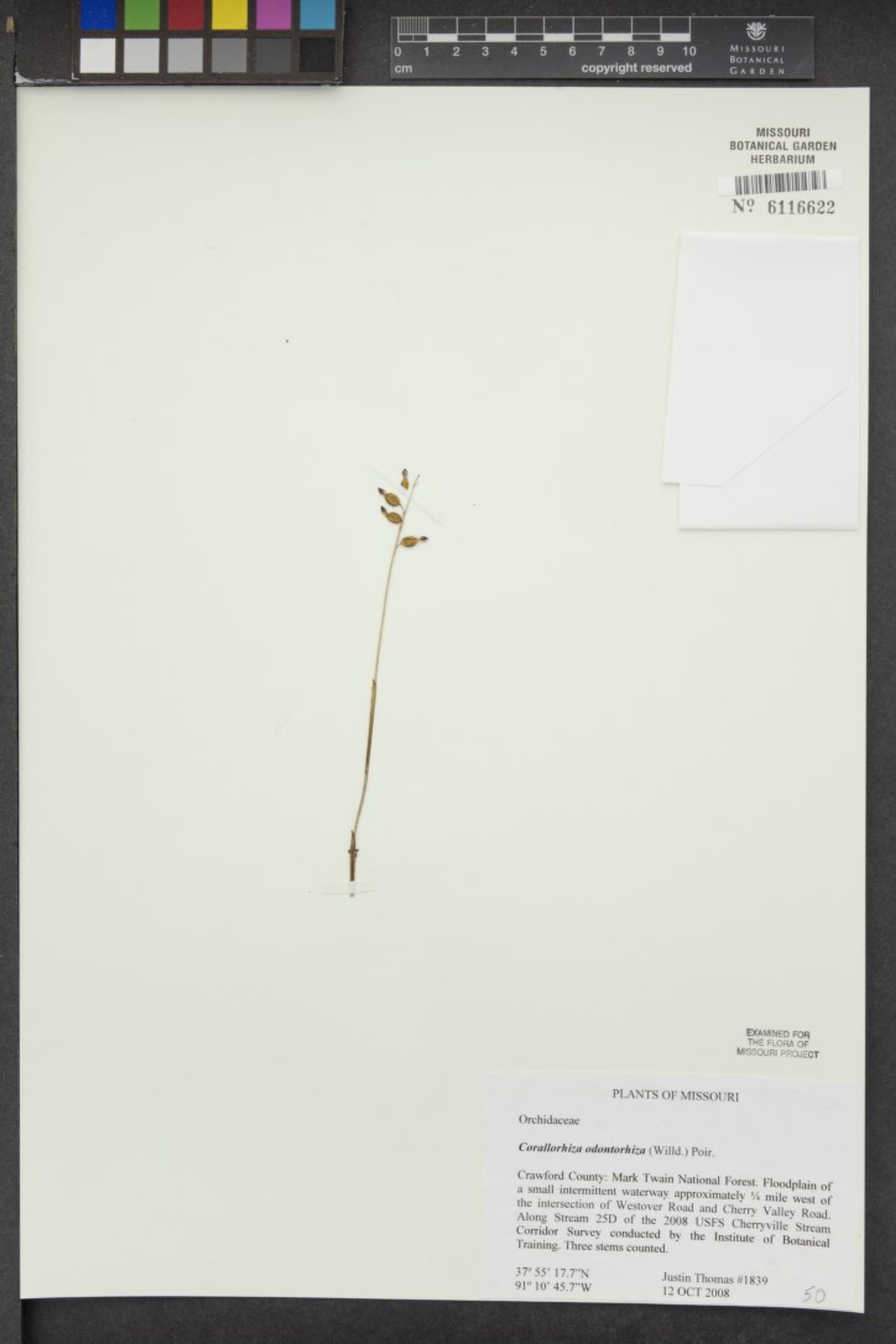 Corallorhiza odontorhiza - 12
