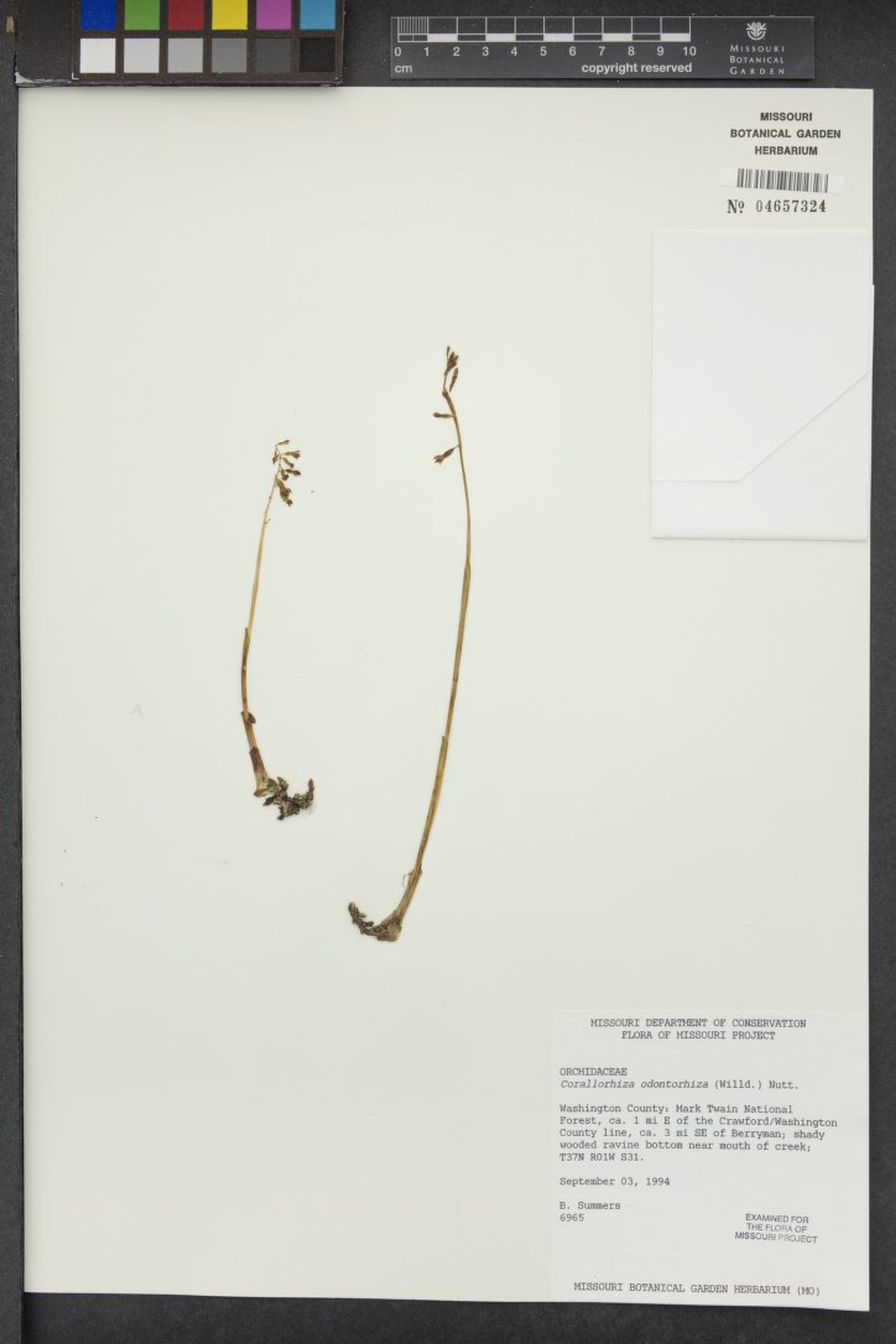 Corallorhiza odontorhiza - 94