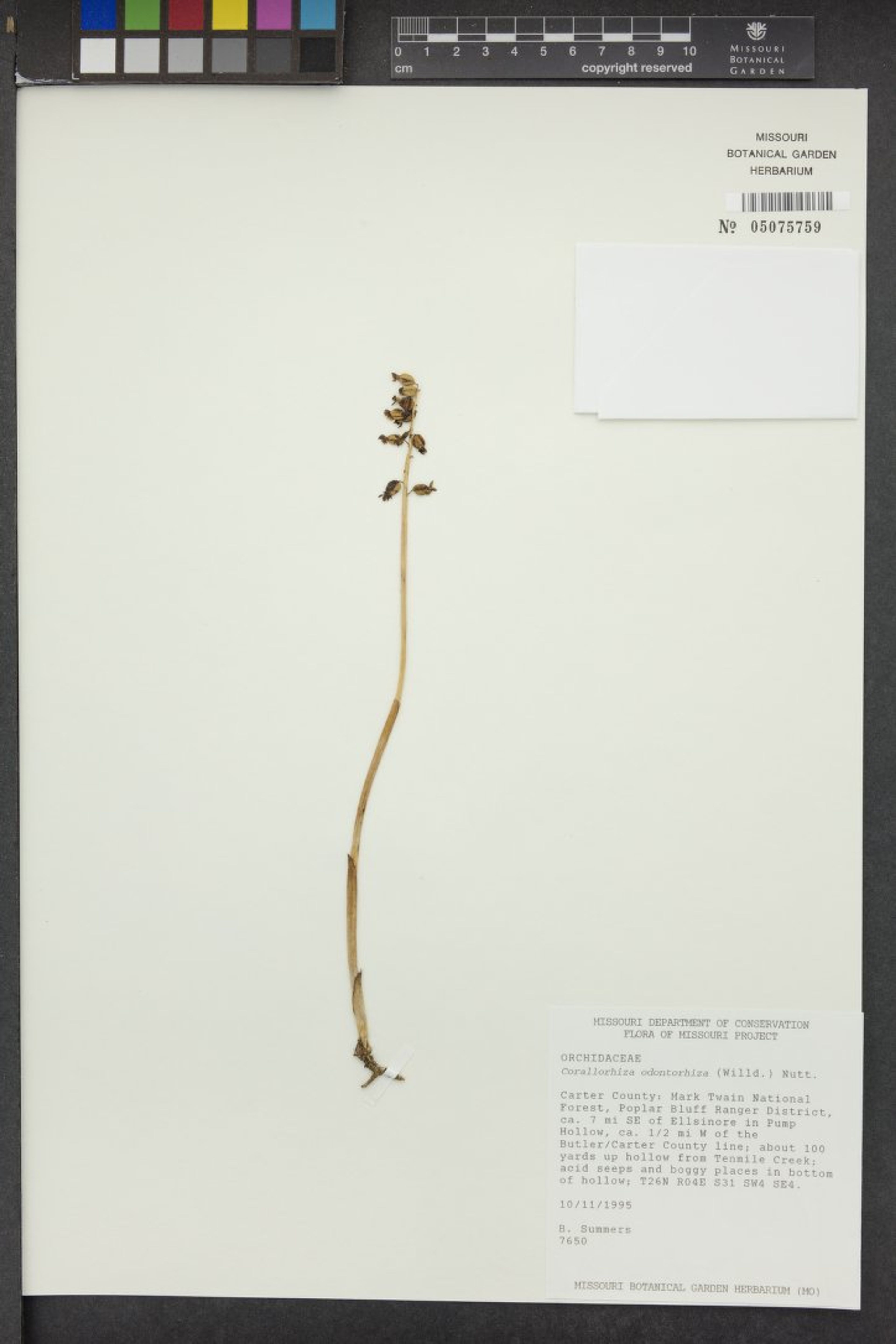 Corallorhiza odontorhiza - 7