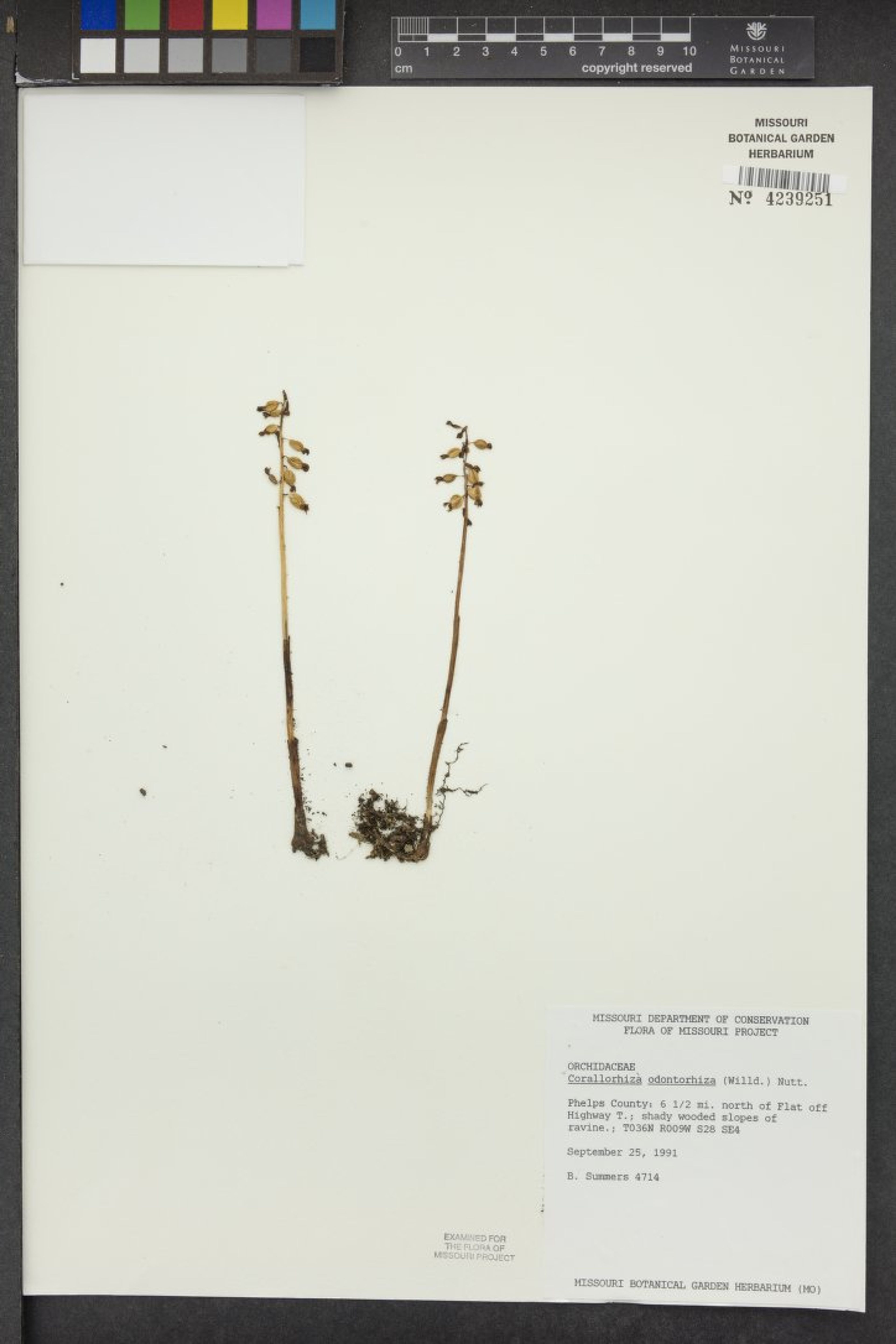 Corallorhiza odontorhiza - 76
